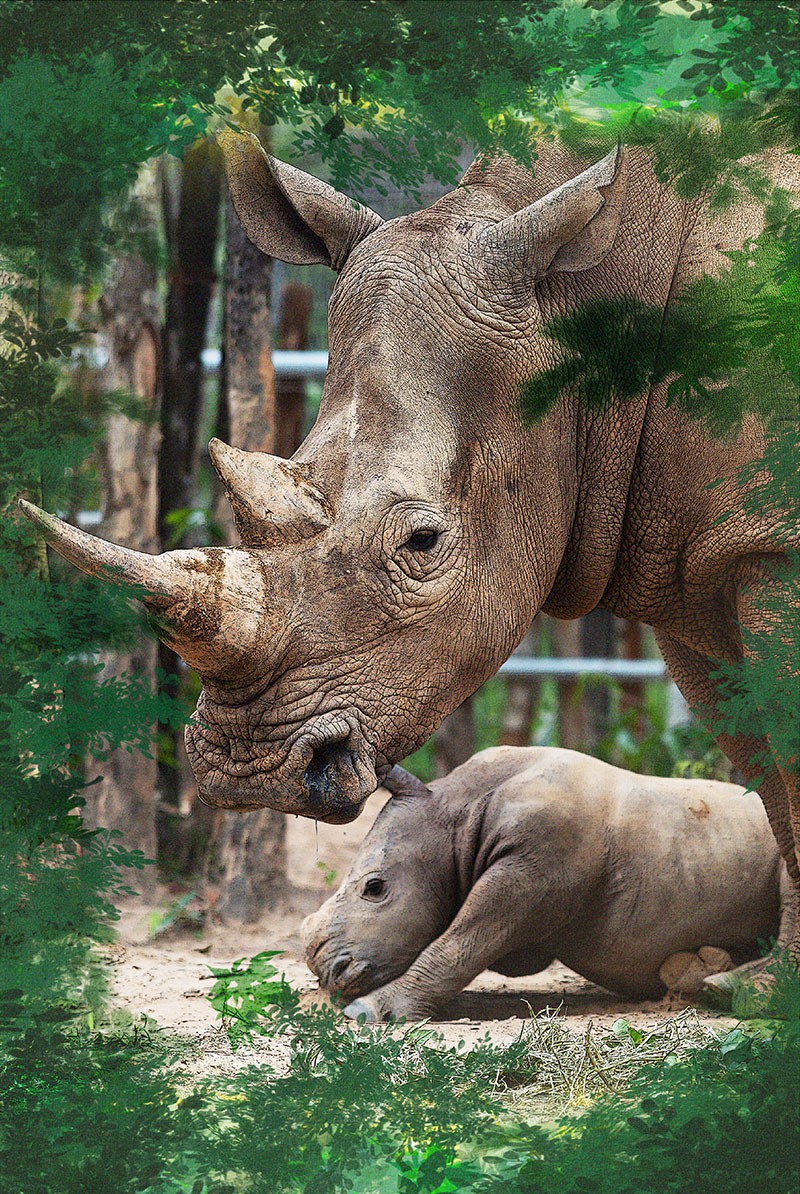 Chúng tôi sinh ra ở Safari - Ảnh 3.