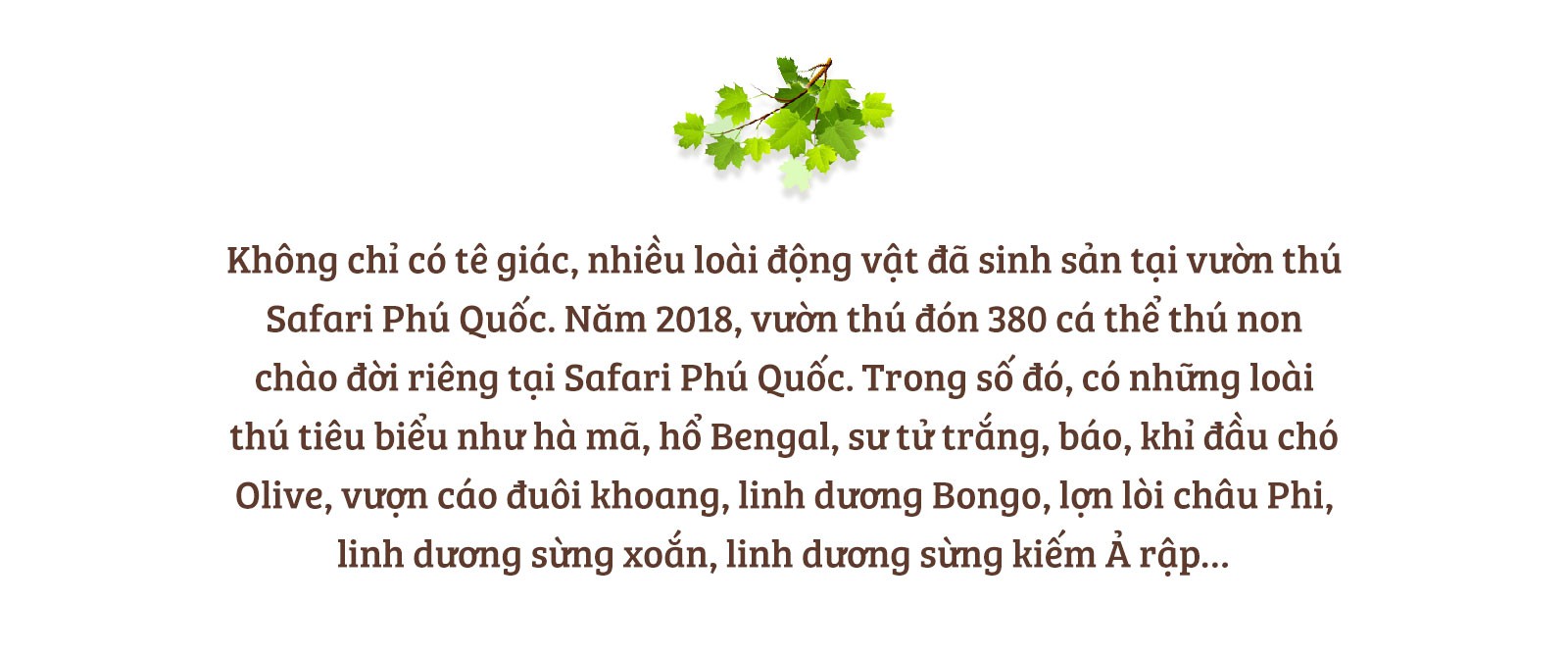 Chúng tôi sinh ra ở Safari - Ảnh 12.