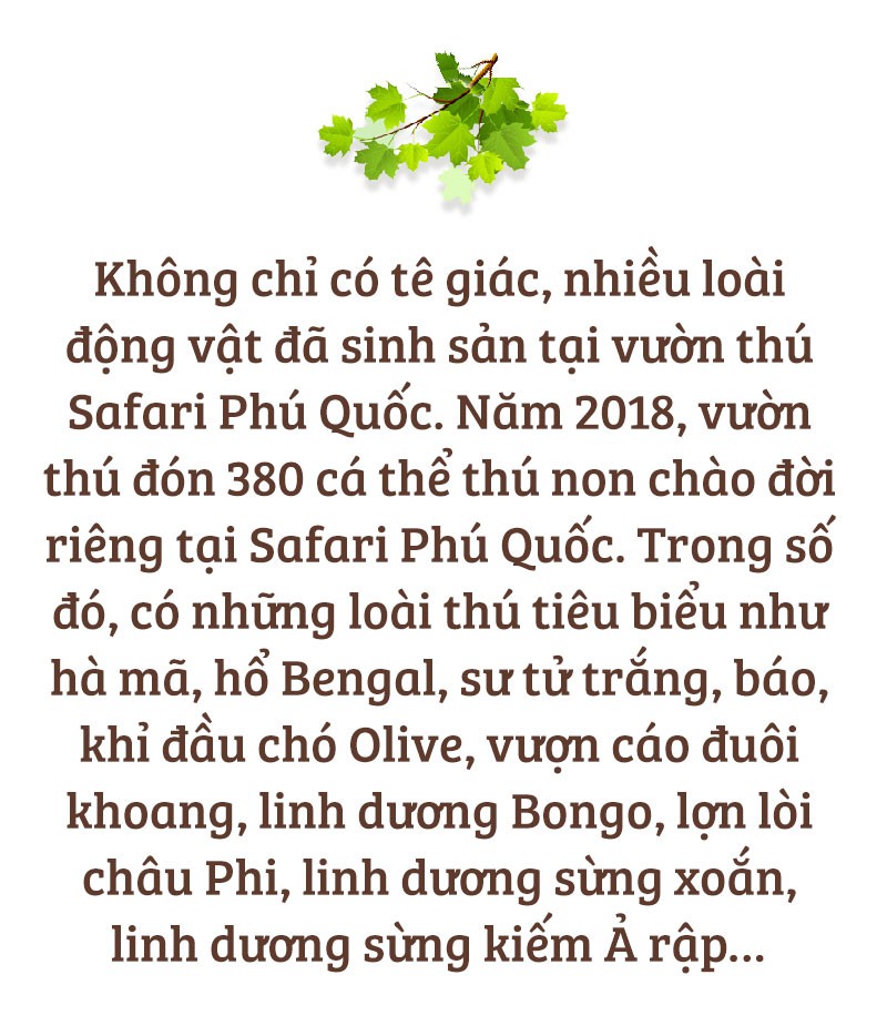 Chúng tôi sinh ra ở Safari - Ảnh 12.