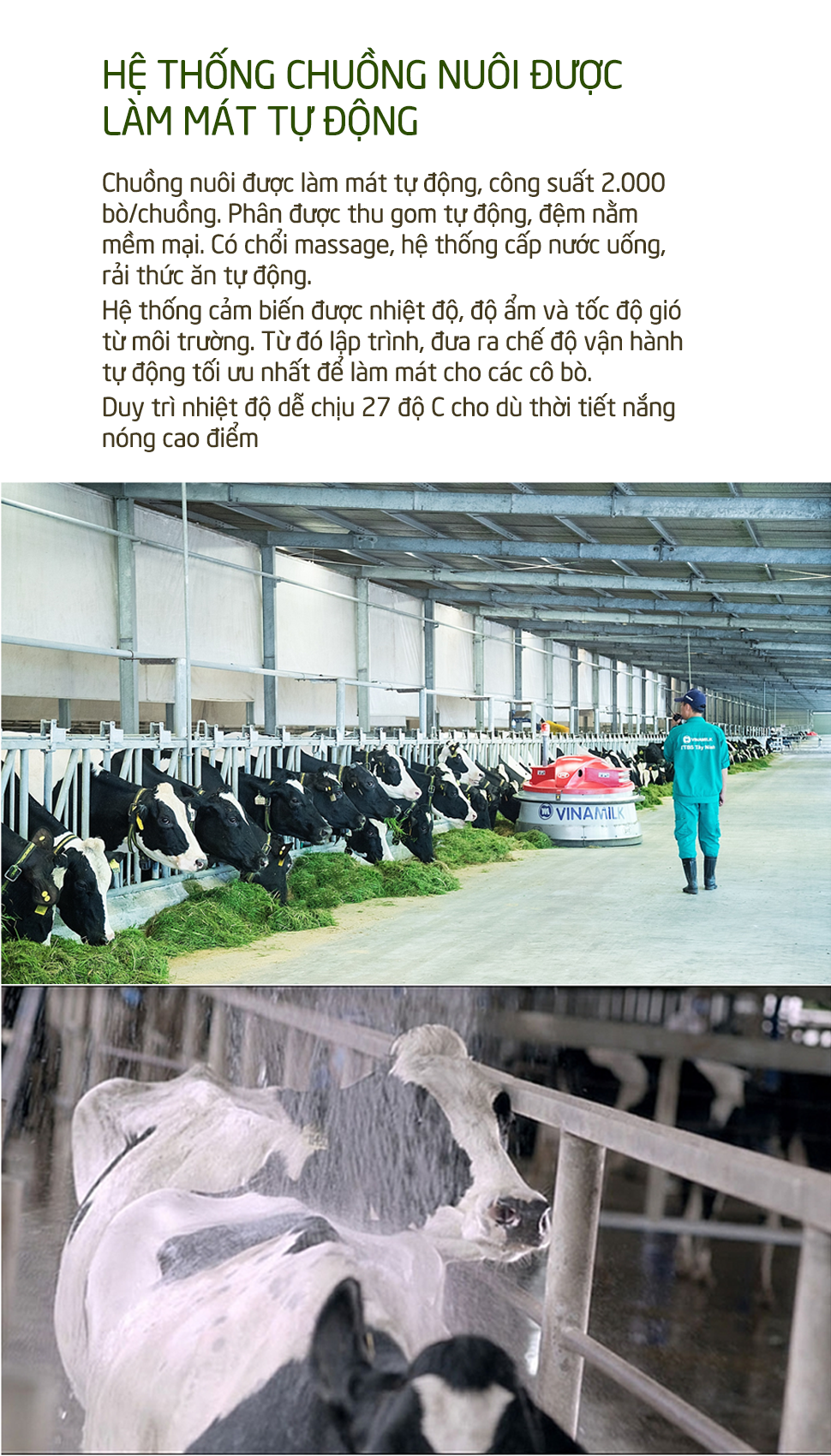 Khám phá các tiện nghi chuẩn 4.0 dành cho bò sữa của Vinamilk - Ảnh 9.