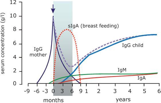 IgG tự nhiên từ sữa non: “Áo giáp” cho sức khỏe của trẻ - Ảnh 1.