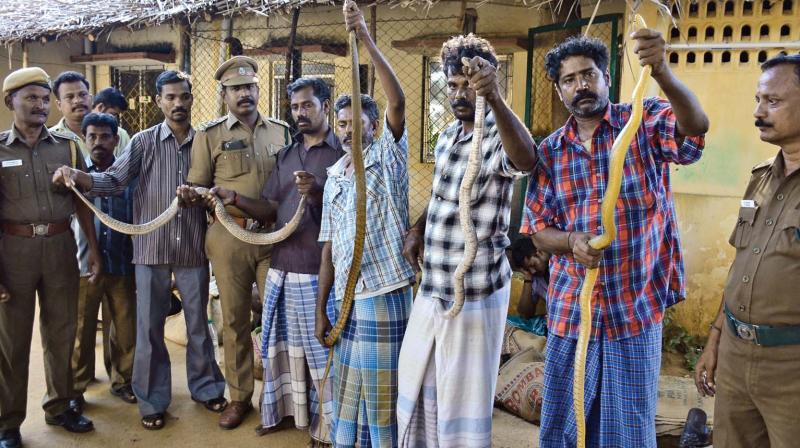 Bộ lạc Ấn Độ bắt rắn nổi tiếng đến mức người Mỹ phải nhờ - Ảnh 1.