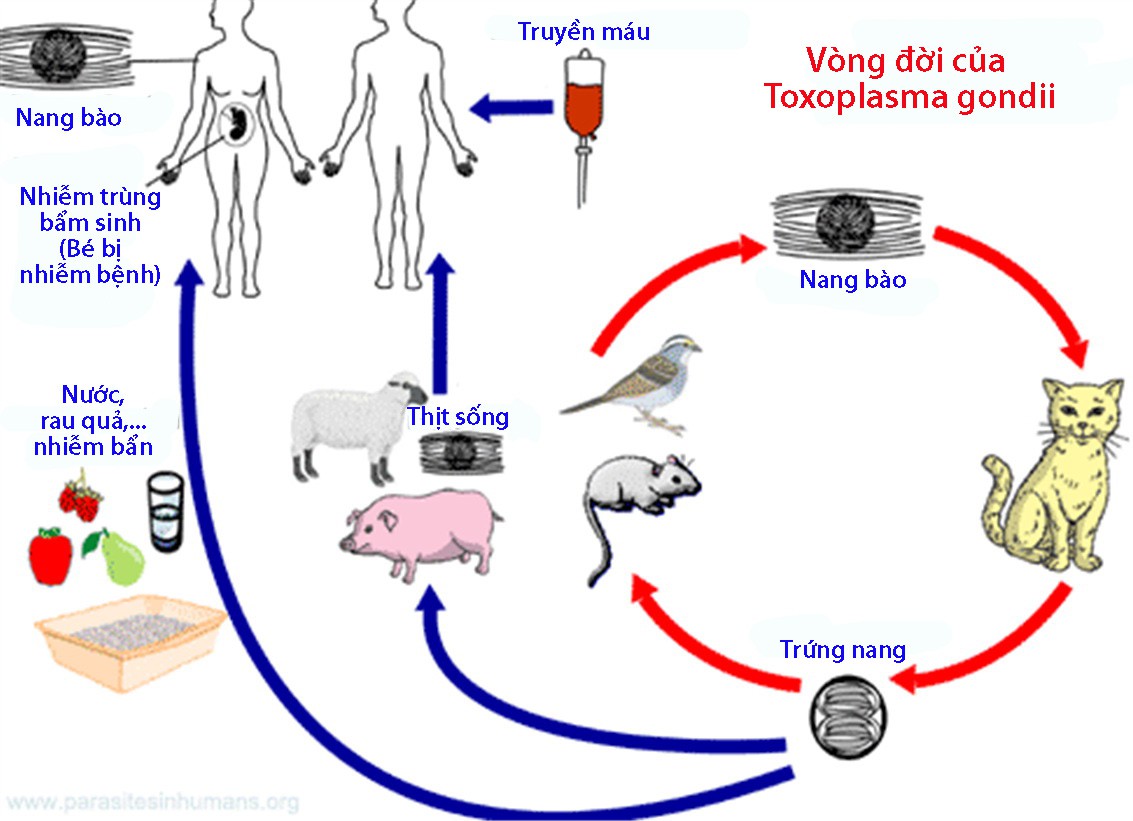 Bệnh nhiễm ký sinh trùng Toxoplasma - Ảnh 1.