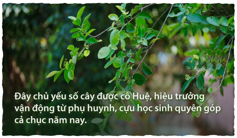 Ngôi trường rợp bóng cây như công viên - Ảnh 5.