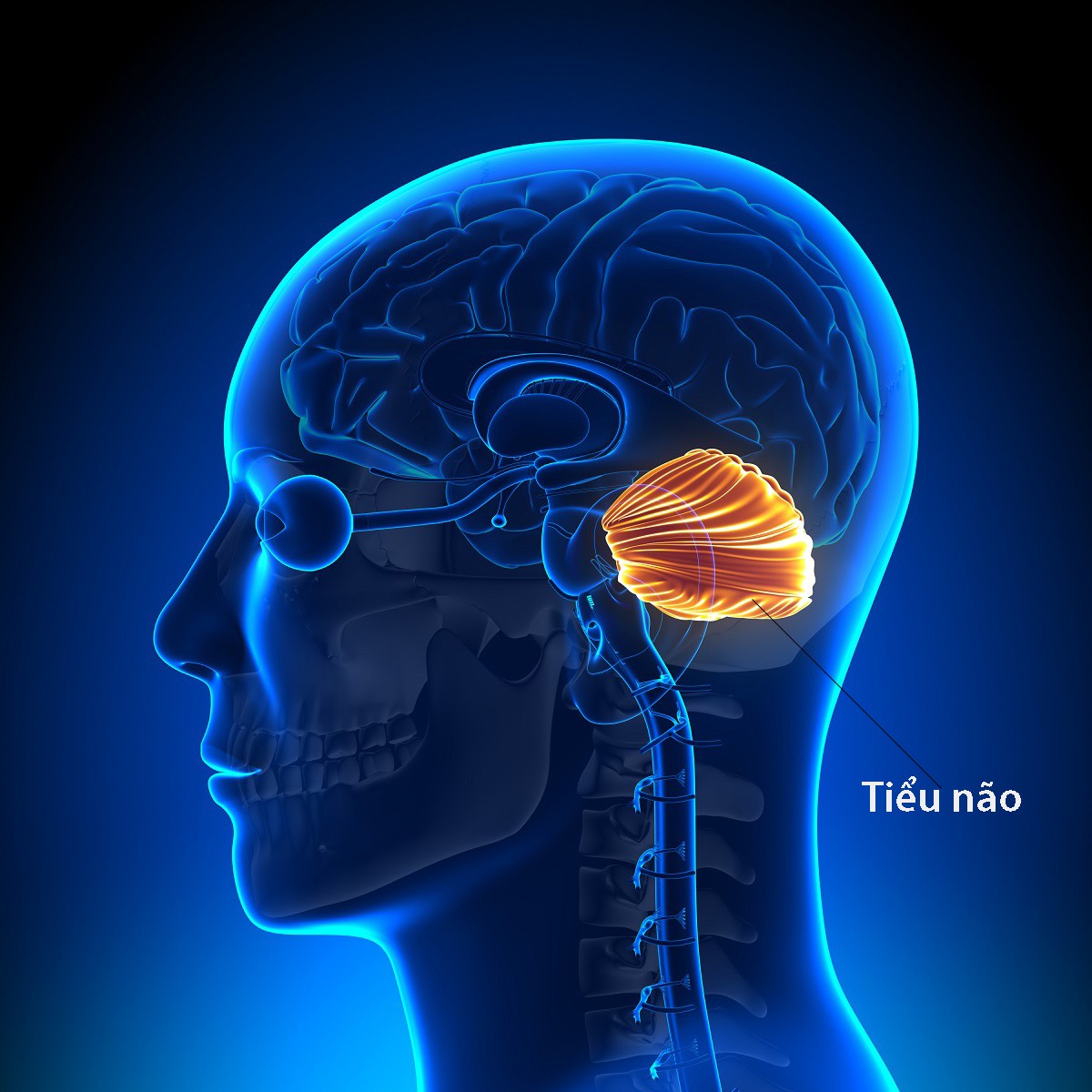 Mất điều hòa và rối loạn chức năng vận động tiểu não - Ảnh 1. Mất điều hòa và rối loạn chức năng vận động tiểu não - Ảnh 1.