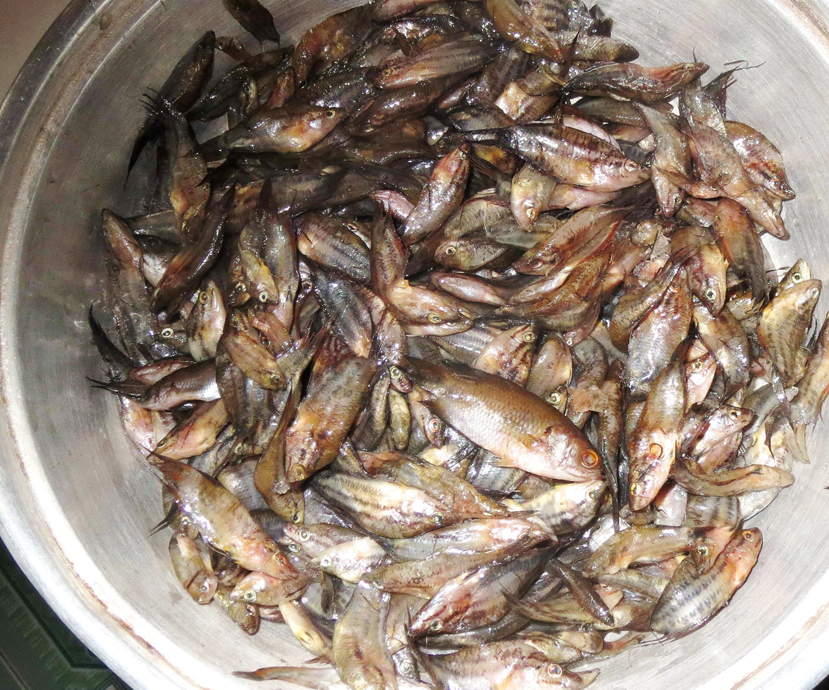 Gắp con cá bã trầu chiên muối ớt rồi chấm mắm chua cay, ngon hết ý kiến - Ảnh 3. Gắp con cá bã trầu chiên muối ớt rồi chấm mắm chua cay, ngon hết ý kiến - Ảnh 3.