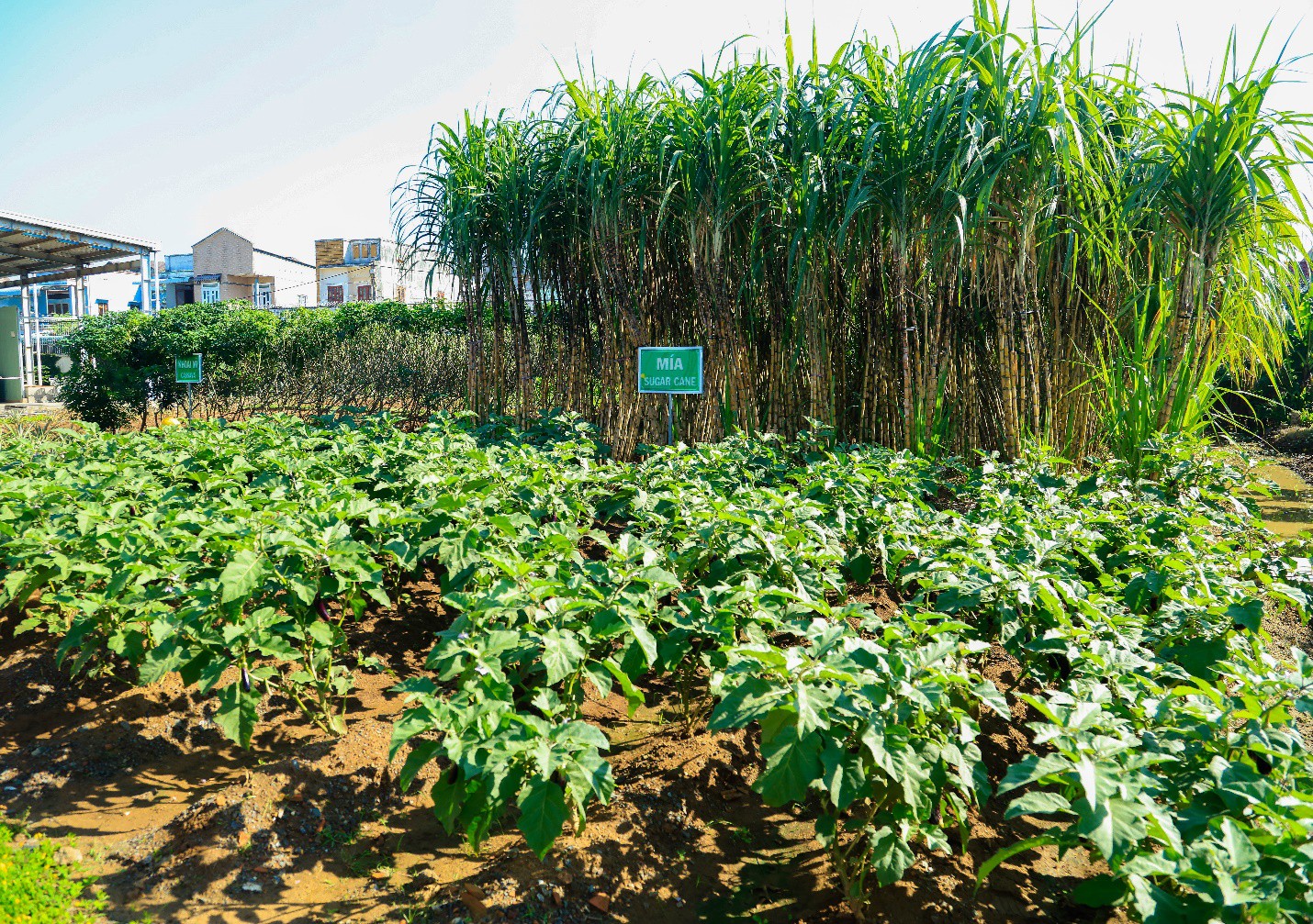 Khám phá vị Umami trong ẩm thực - Ảnh 2. Khám phá vị Umami trong ẩm thực - Ảnh 2.