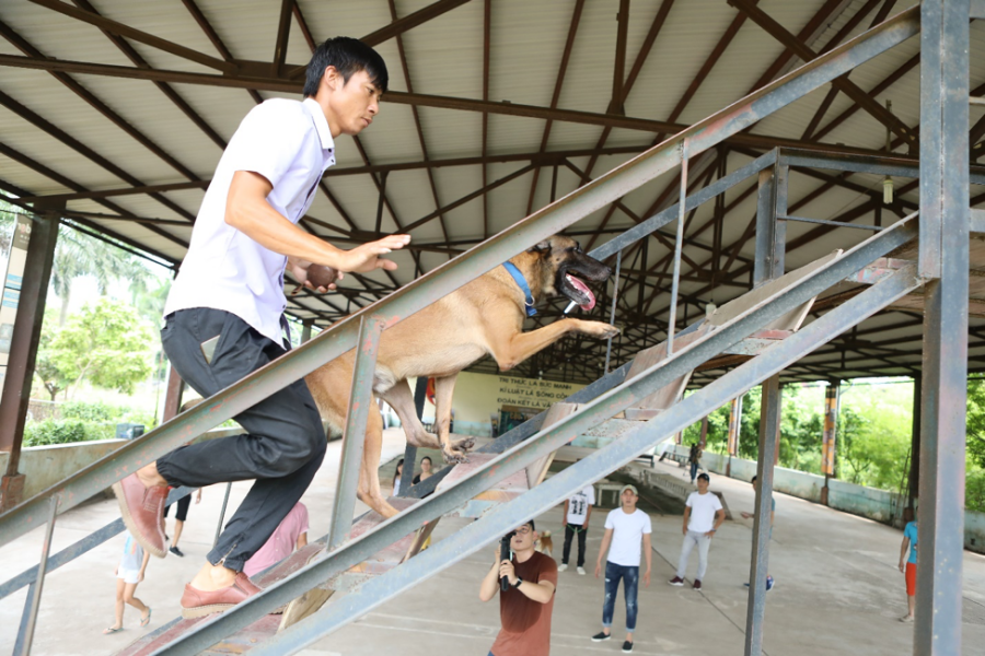 Các chú chó đến casting Cậu Vàng đã trải qua nhiều thử thách Các chú chó đến casting Cậu Vàng đã trải qua nhiều thử thách