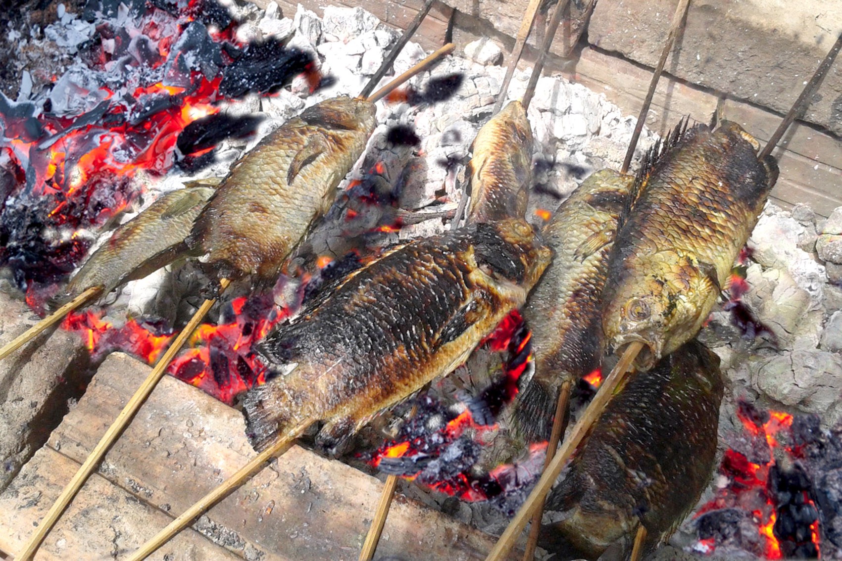 Bắt con cá rô bỏ vô rổ nhảy rồ rồ - Ảnh 1. Bắt con cá rô bỏ vô rổ nhảy rồ rồ - Ảnh 1.