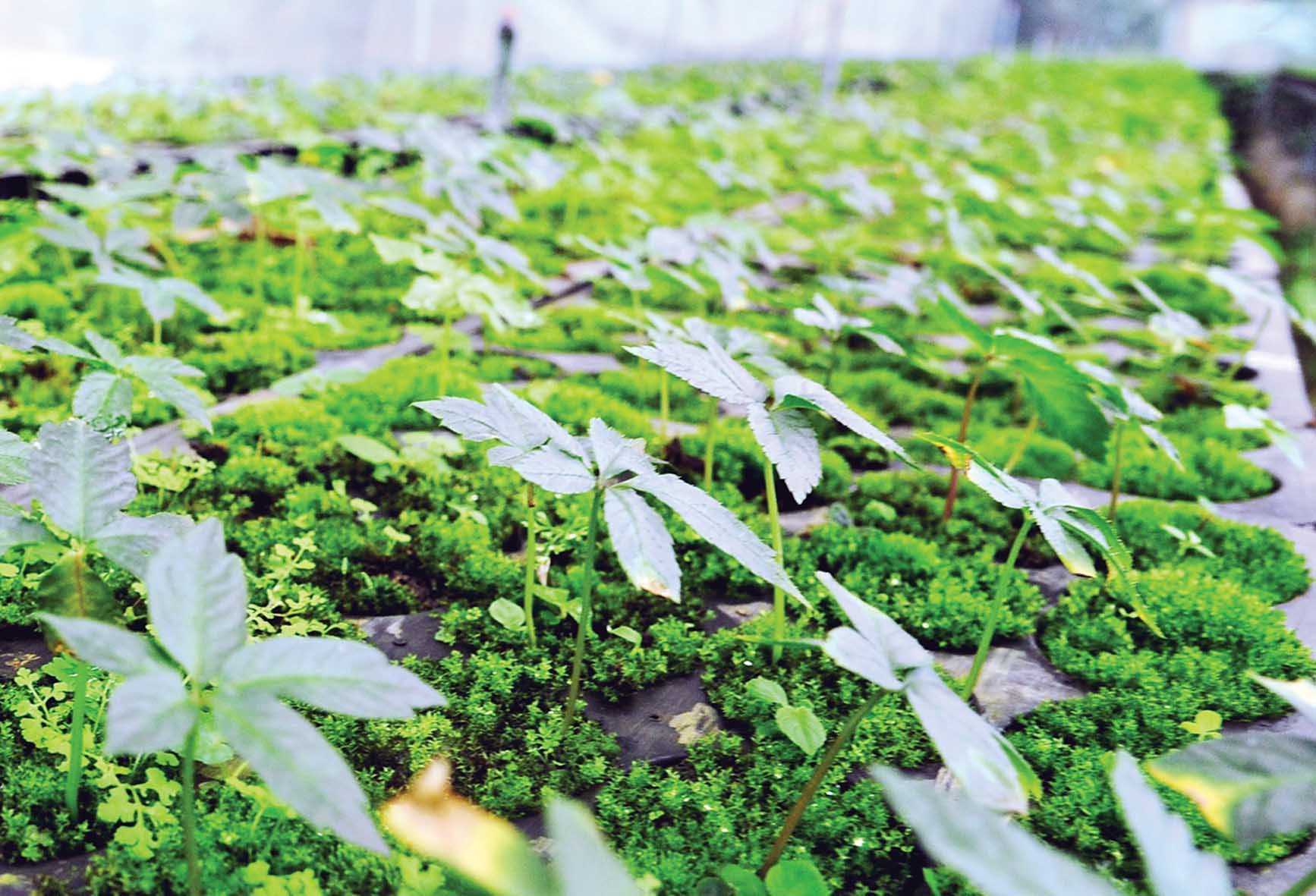 Mùa hái quả sâm Ngọc Linh - Ảnh 6. Mùa hái quả sâm Ngọc Linh - Ảnh 6.