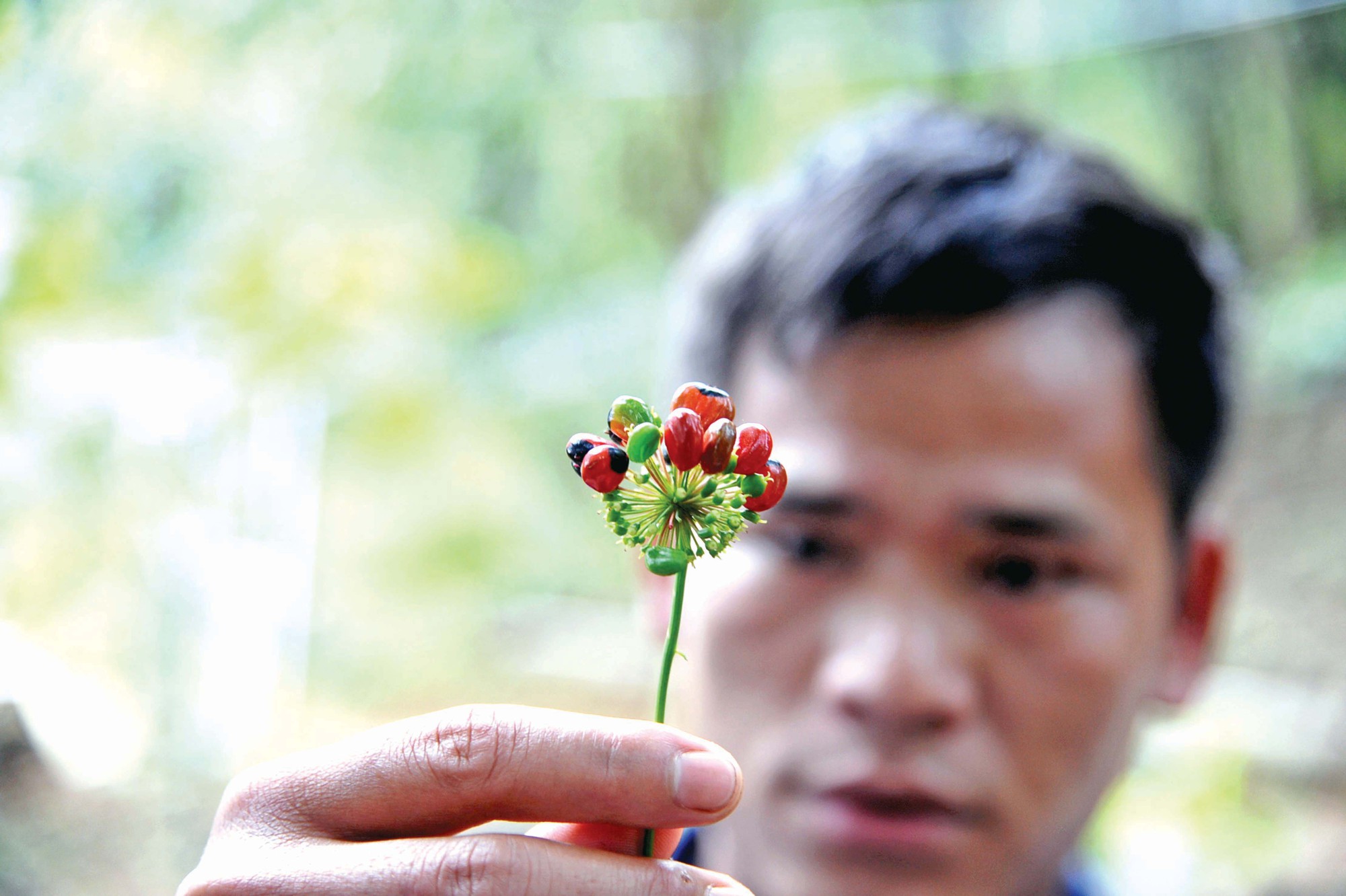 Mùa hái quả sâm Ngọc Linh - Ảnh 1. Mùa hái quả sâm Ngọc Linh - Ảnh 1.