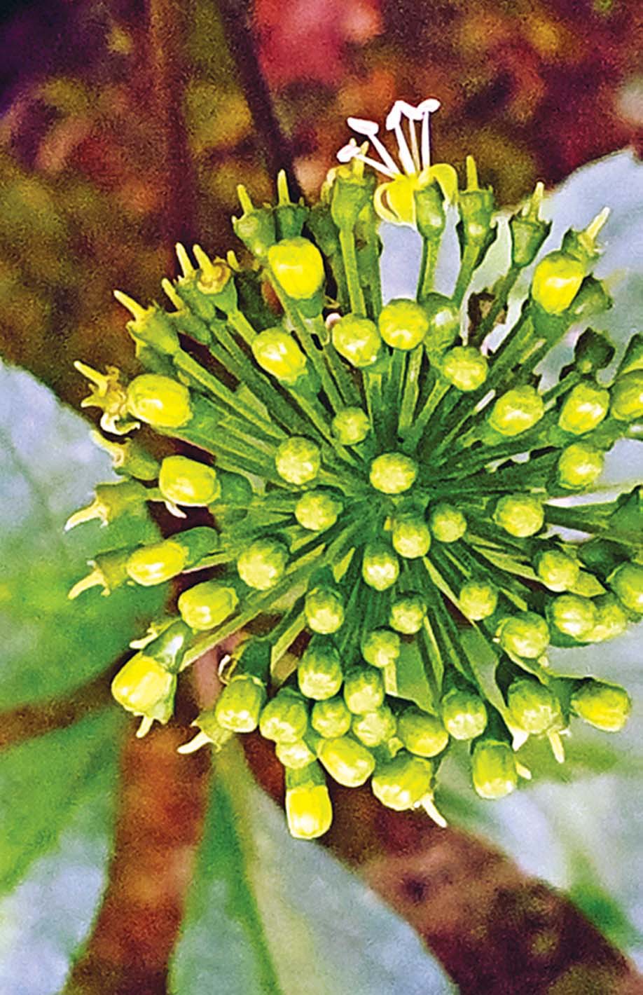 Mùa hái quả sâm Ngọc Linh - Ảnh 9. Mùa hái quả sâm Ngọc Linh - Ảnh 9.