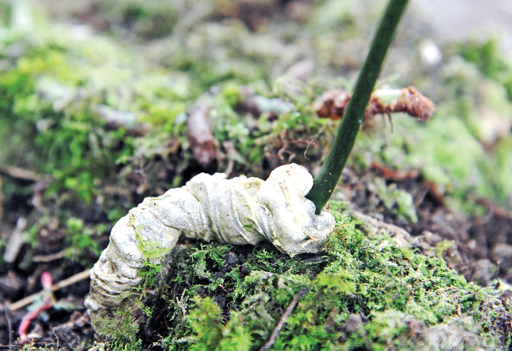 Mùa hái quả sâm Ngọc Linh - Ảnh 5. Mùa hái quả sâm Ngọc Linh - Ảnh 5.