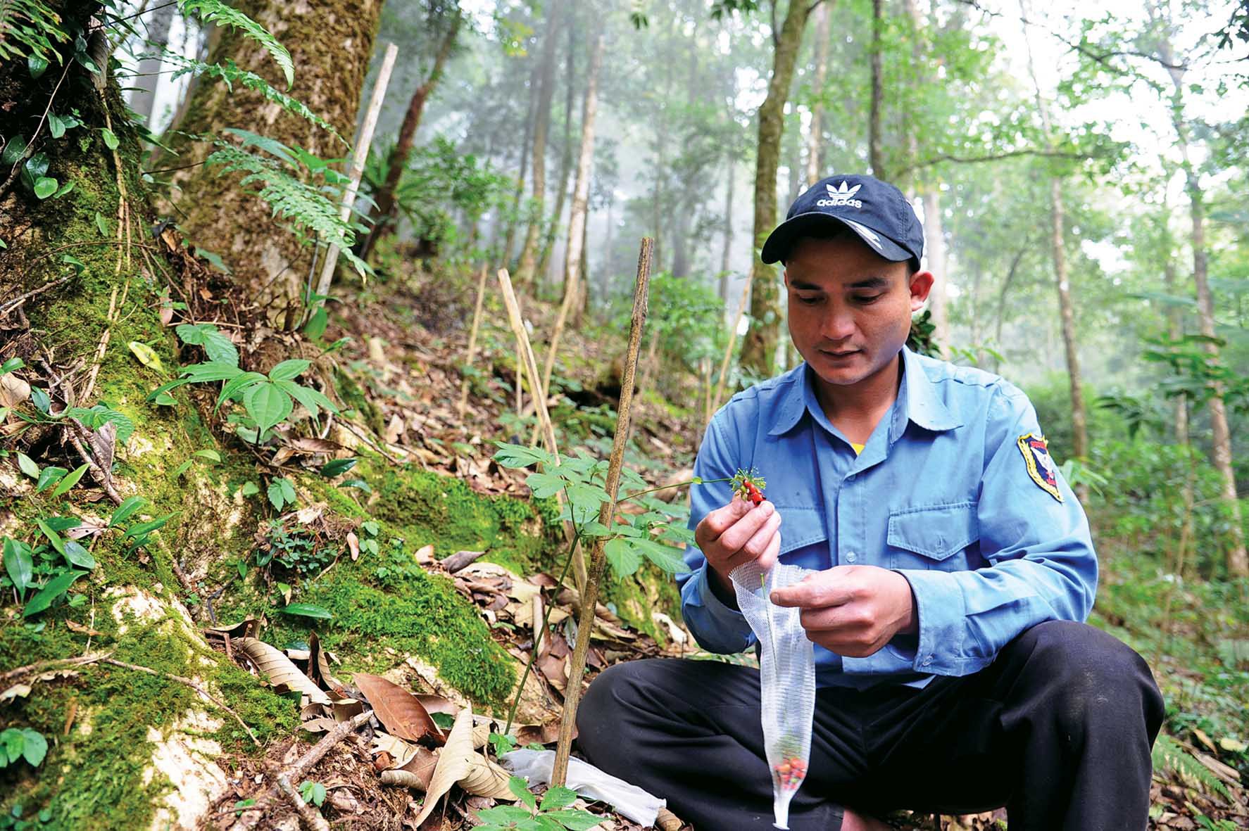 Mùa hái quả sâm Ngọc Linh - Ảnh 4. Mùa hái quả sâm Ngọc Linh - Ảnh 4.