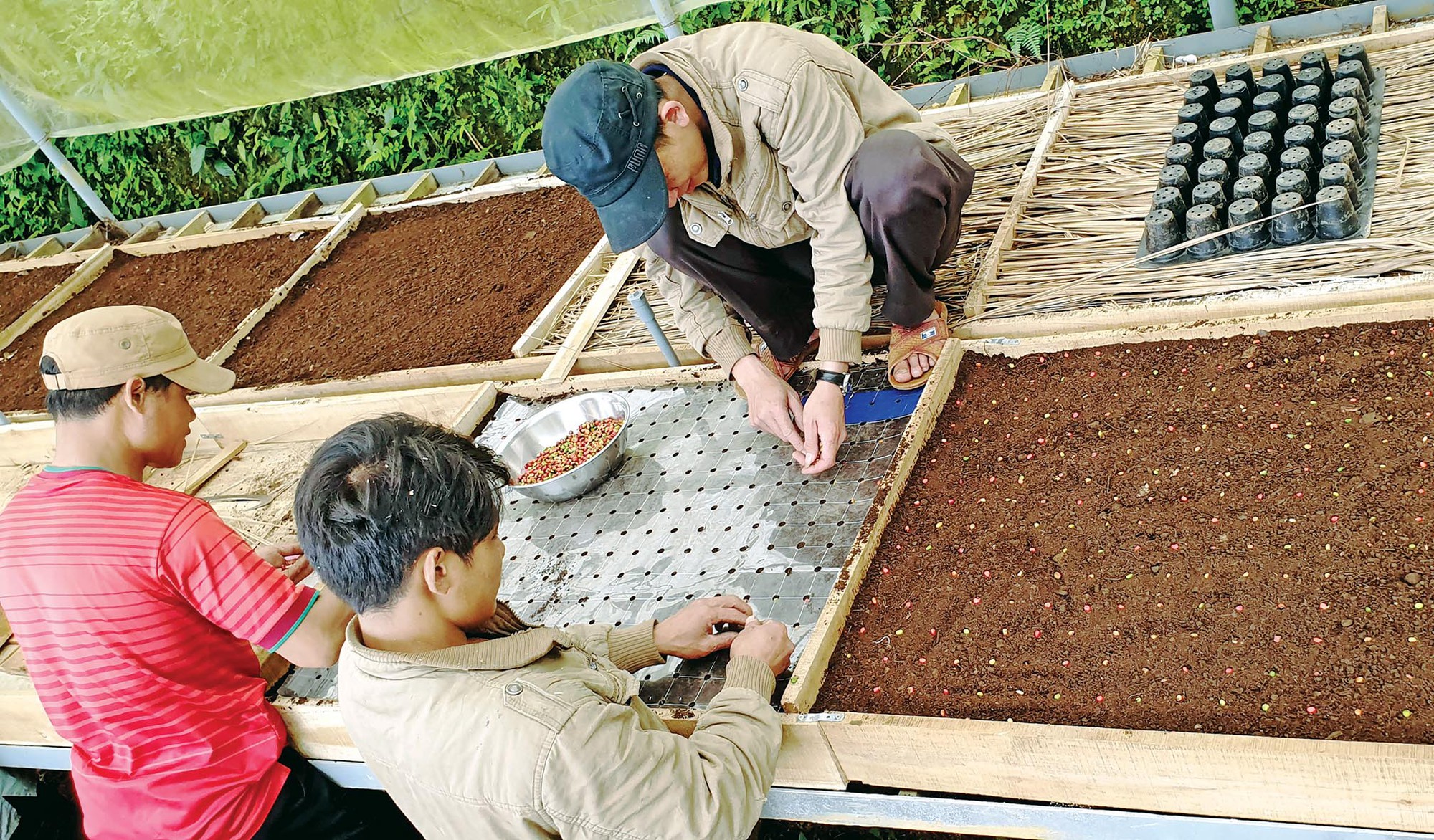 Mùa hái quả sâm Ngọc Linh - Ảnh 8. Mùa hái quả sâm Ngọc Linh - Ảnh 8.