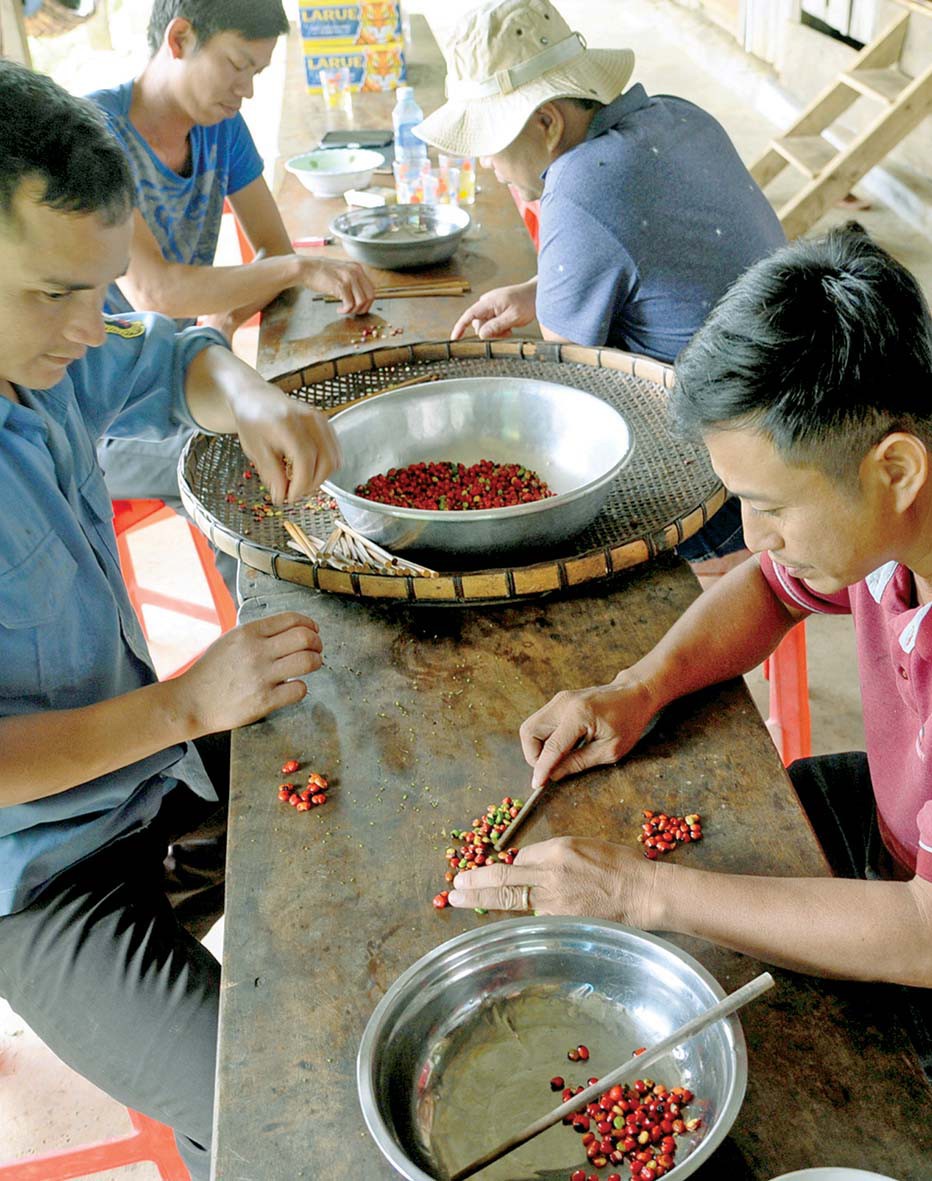 Mùa hái quả sâm Ngọc Linh - Ảnh 3. Mùa hái quả sâm Ngọc Linh - Ảnh 3.