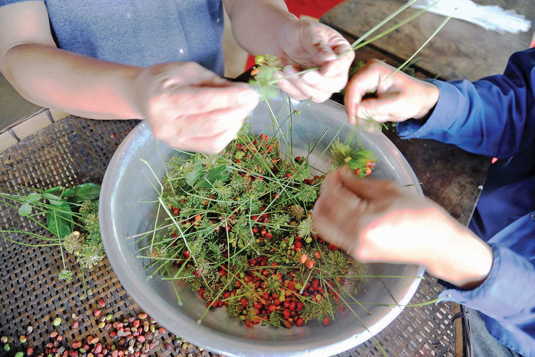 Mùa hái quả sâm Ngọc Linh - Ảnh 7. Mùa hái quả sâm Ngọc Linh - Ảnh 7.