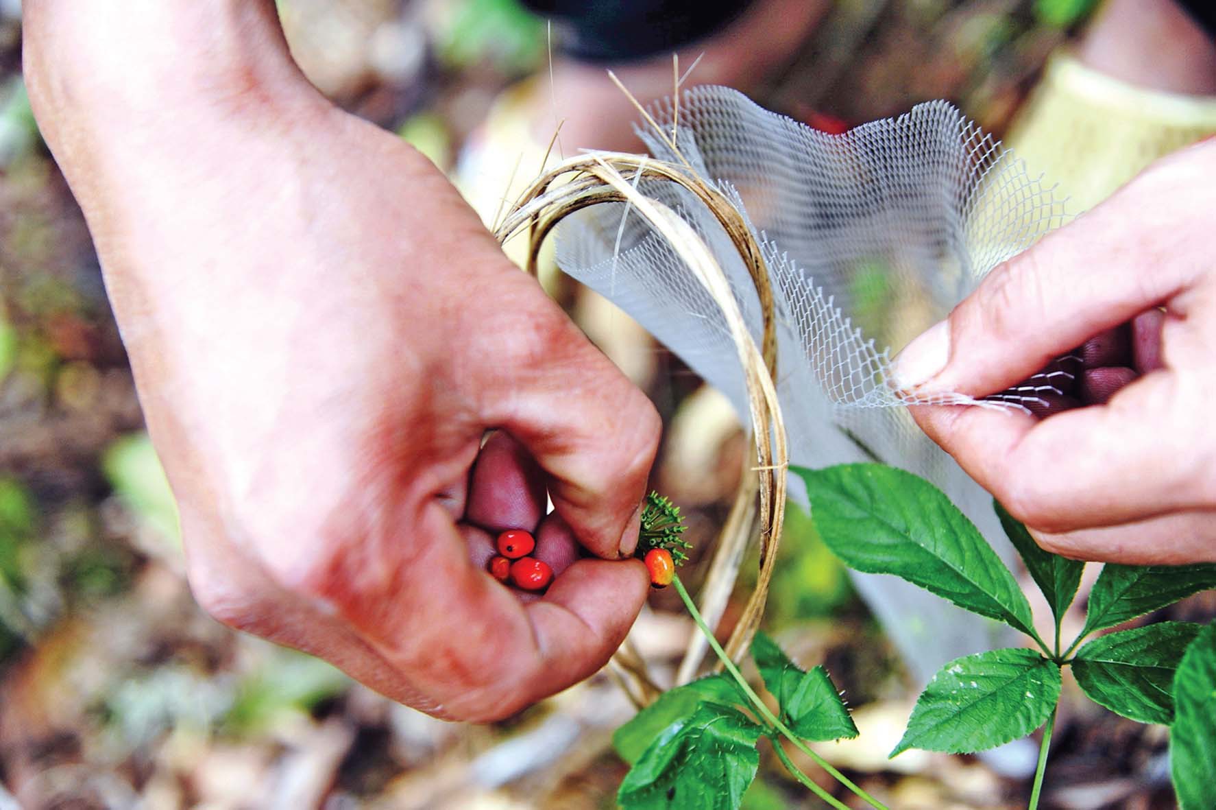 Mùa hái quả sâm Ngọc Linh - Ảnh 2. Mùa hái quả sâm Ngọc Linh - Ảnh 2.