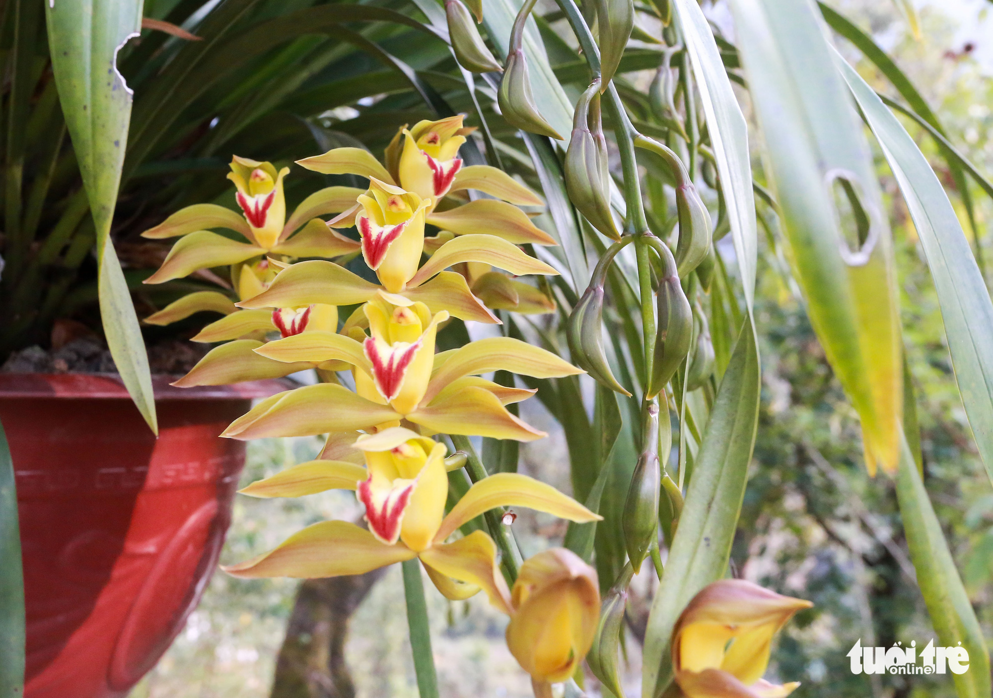 Trồng địa lan rừng bán tết, bản Mông thu về tiền tỉ - Ảnh 10.