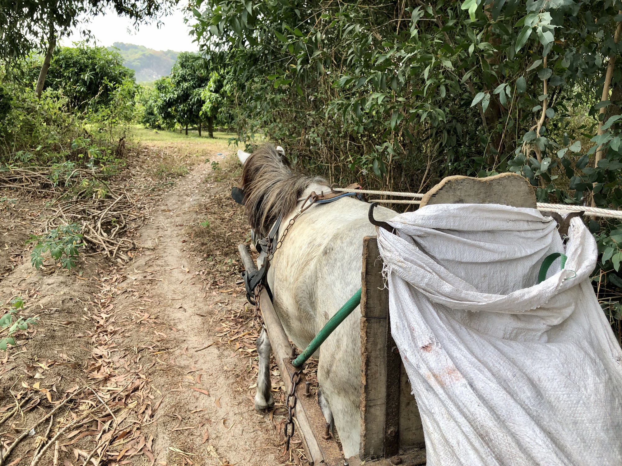 Những chiếc xe ngựa cuối cùng ở Bảy Núi - Ảnh 6. Những chiếc xe ngựa cuối cùng ở Bảy Núi - Ảnh 6.