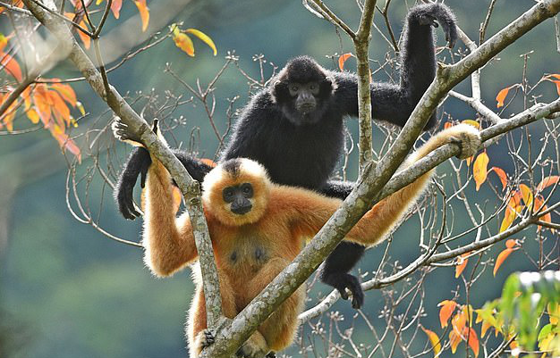 Chăng dây làm cầu để cứu loài vượn cực hiếm khỏi tuyệt chủng - Ảnh 3. Chăng dây làm cầu để cứu loài vượn cực hiếm khỏi tuyệt chủng - Ảnh 3.