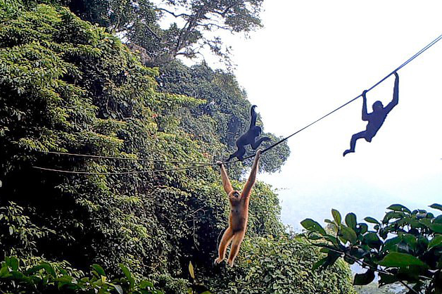 Chăng dây làm cầu để cứu loài vượn cực hiếm khỏi tuyệt chủng - Ảnh 1. Chăng dây làm cầu để cứu loài vượn cực hiếm khỏi tuyệt chủng - Ảnh 1.