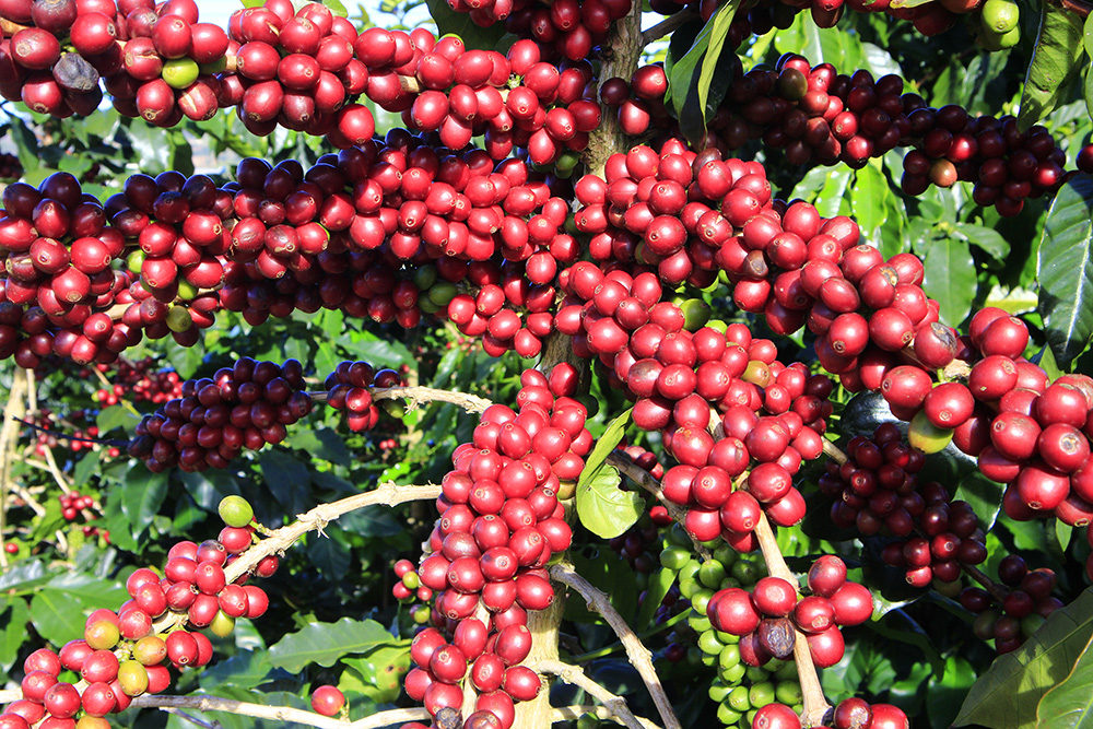 Xây dựng Đà Lạt - Kết tinh kỳ diệu từ đất lành thành thương hiệu quốc tế - Ảnh 3. Xây dựng Đà Lạt - Kết tinh kỳ diệu từ đất lành thành thương hiệu quốc tế - Ảnh 3.