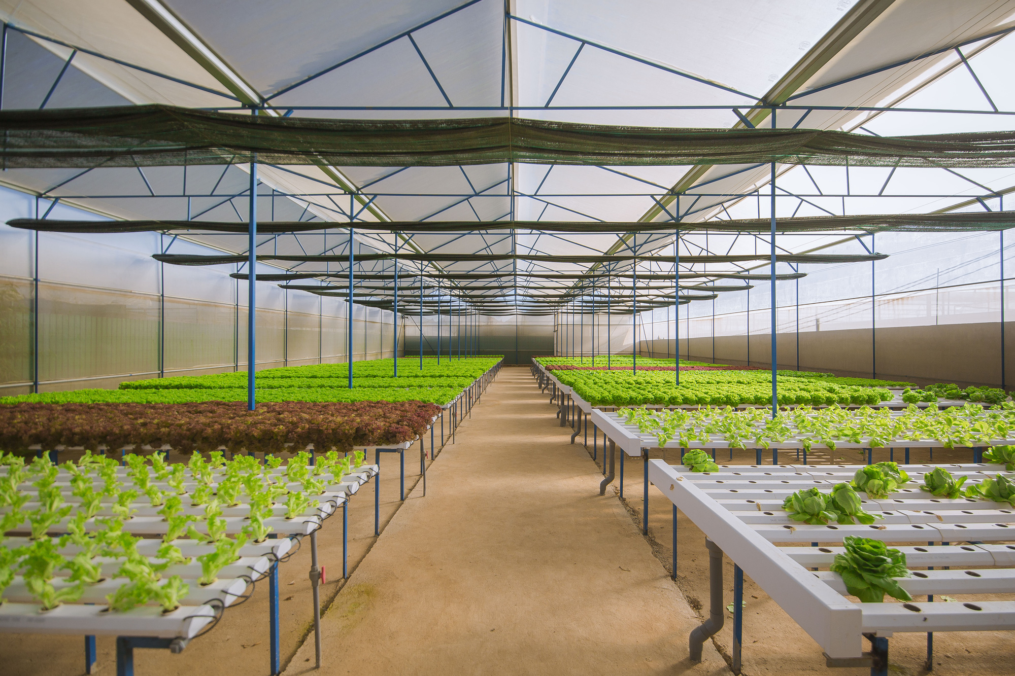 Xây dựng Đà Lạt - Kết tinh kỳ diệu từ đất lành thành thương hiệu quốc tế - Ảnh 4. Xây dựng Đà Lạt - Kết tinh kỳ diệu từ đất lành thành thương hiệu quốc tế - Ảnh 4.