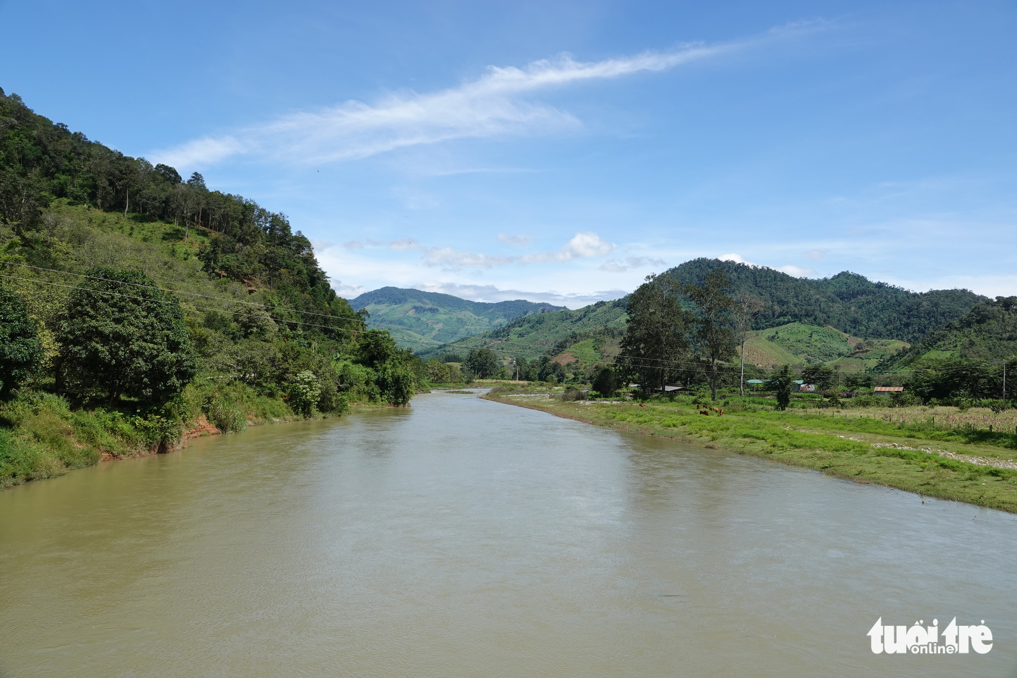 Bầy bò tót lai Ninh Thuận hồi phục nhanh, mập lên từng ngày - Ảnh 9. Bầy bò tót lai Ninh Thuận hồi phục nhanh, mập lên từng ngày - Ảnh 9.