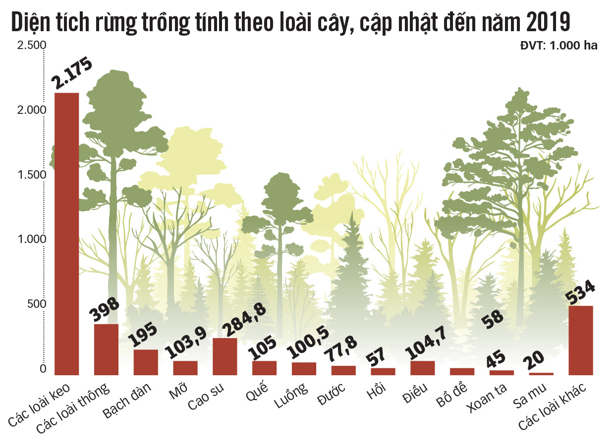 Giật mình, thấy sợ cây keo! - Ảnh 4.
