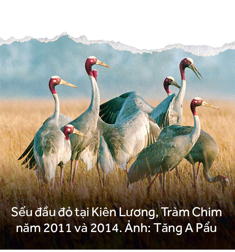 Khi đàn sếu chẳng trở về... - Ảnh 18.