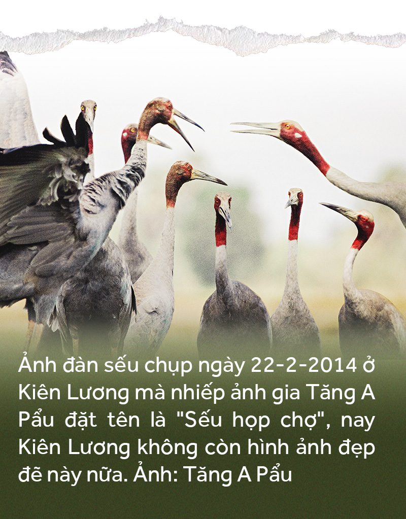 Khi đàn sếu chẳng trở về... - Ảnh 2.