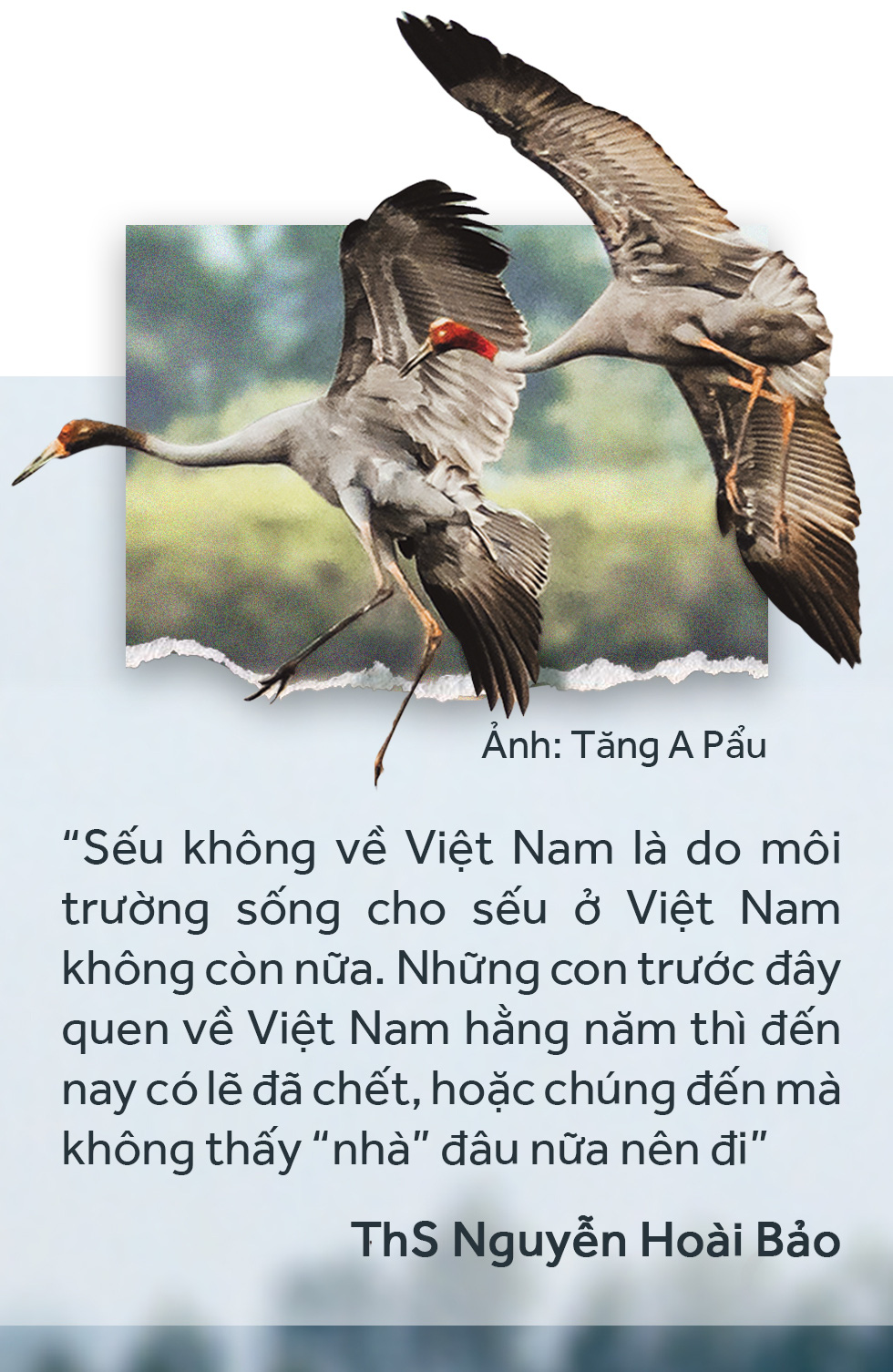 Khi đàn sếu chẳng trở về... - Ảnh 5.