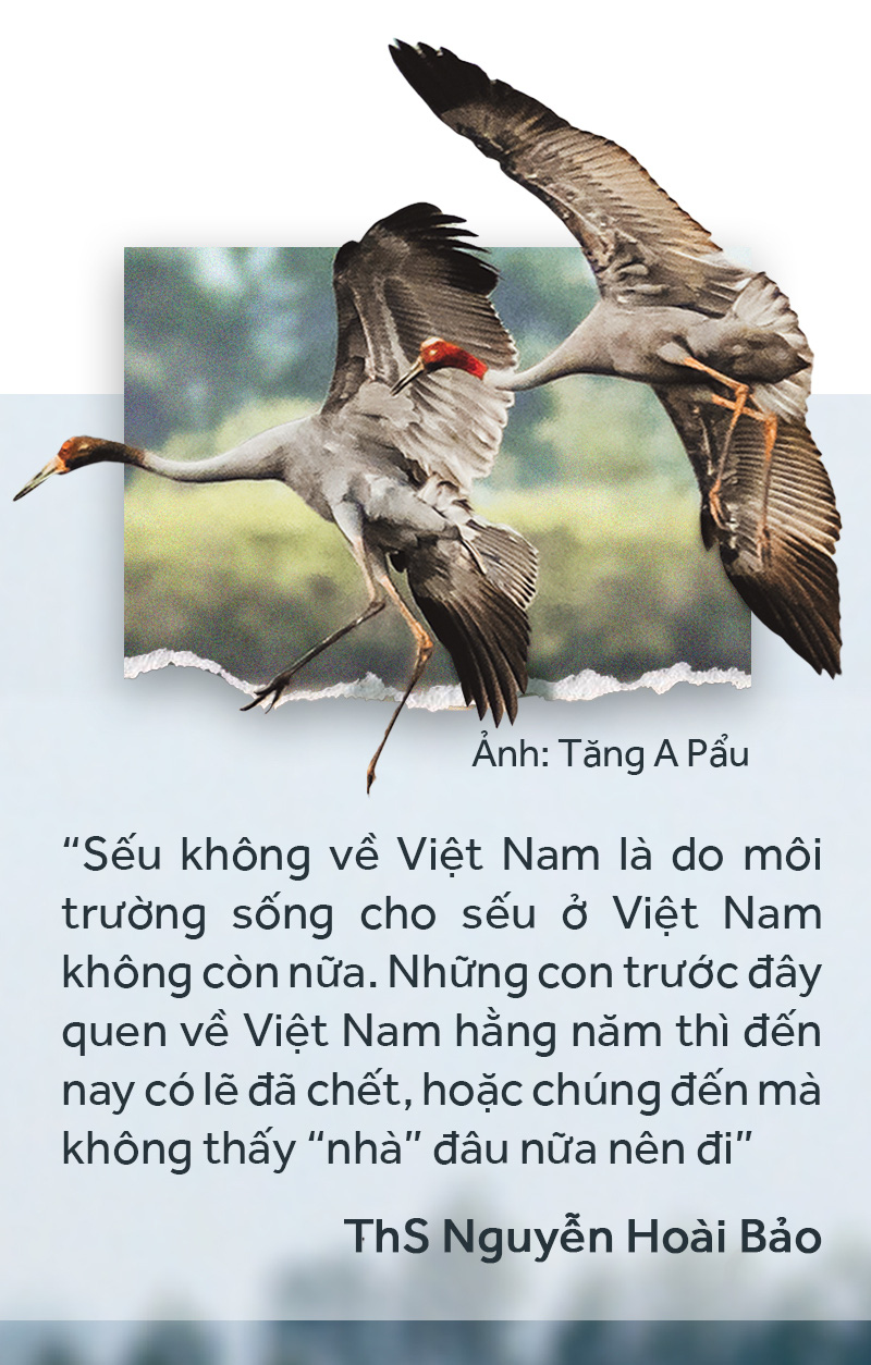 Khi đàn sếu chẳng trở về... - Ảnh 5.