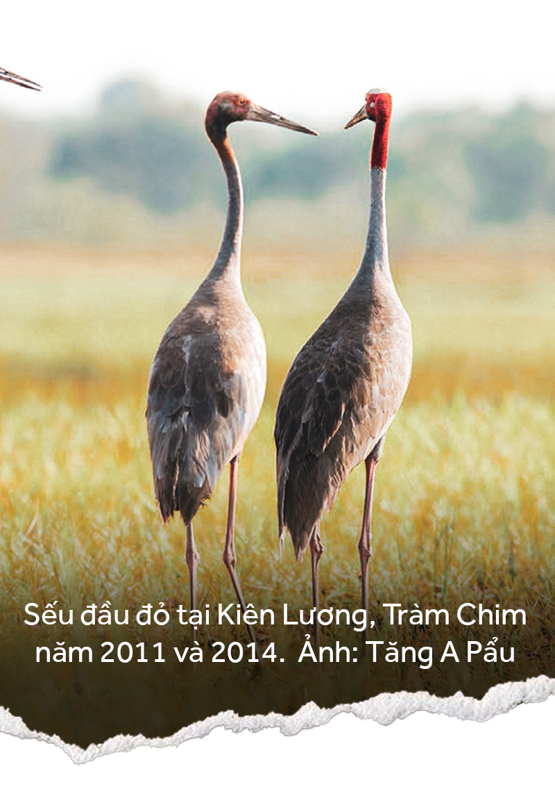 Khi đàn sếu chẳng trở về... - Ảnh 6.