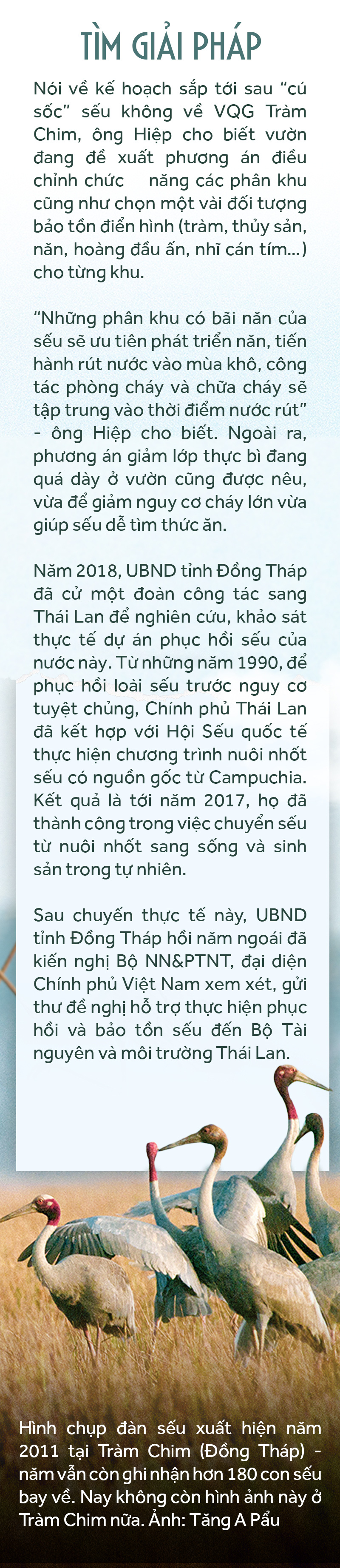 Khi đàn sếu chẳng trở về... - Ảnh 7.