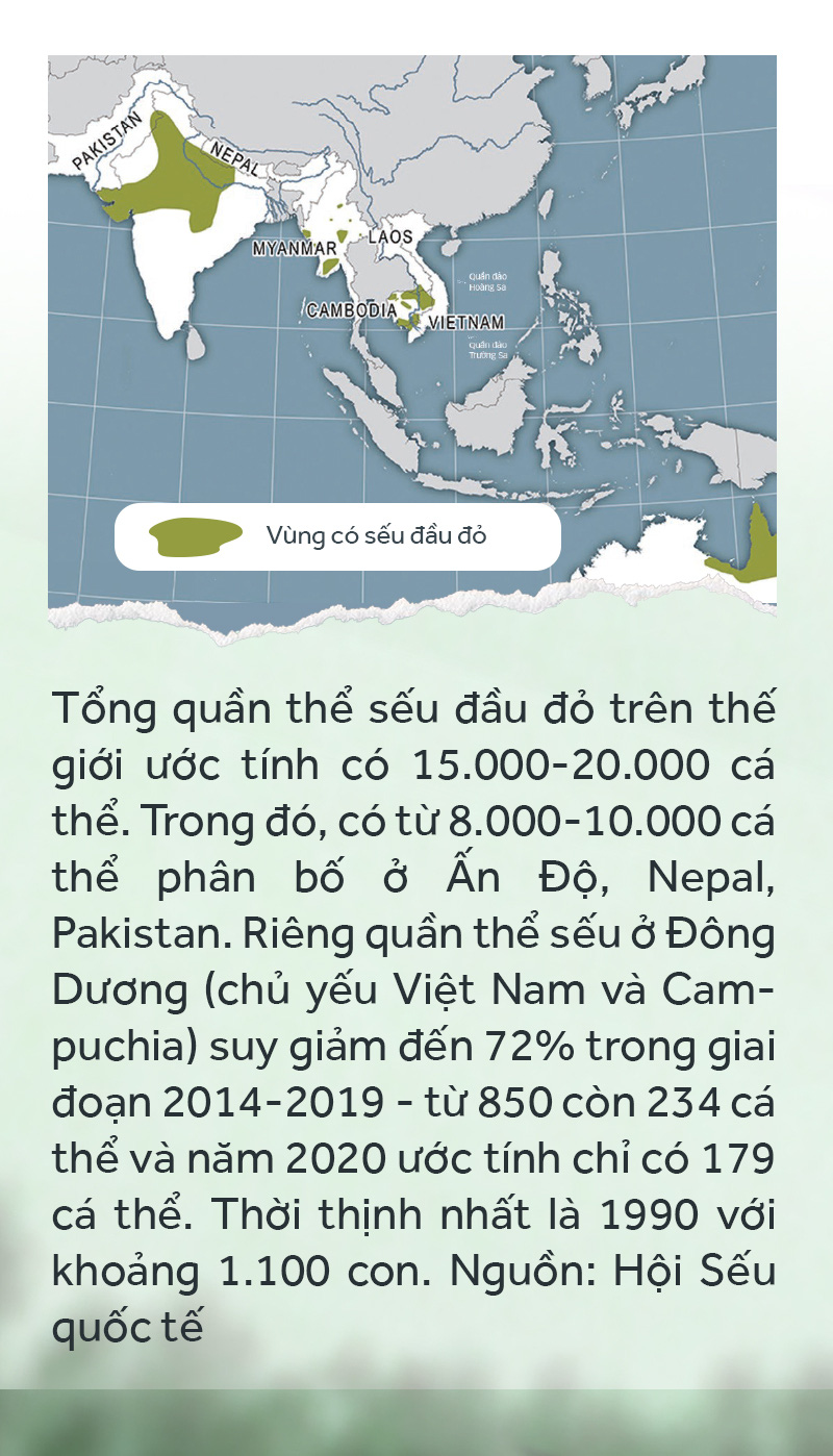Khi đàn sếu chẳng trở về... - Ảnh 9.