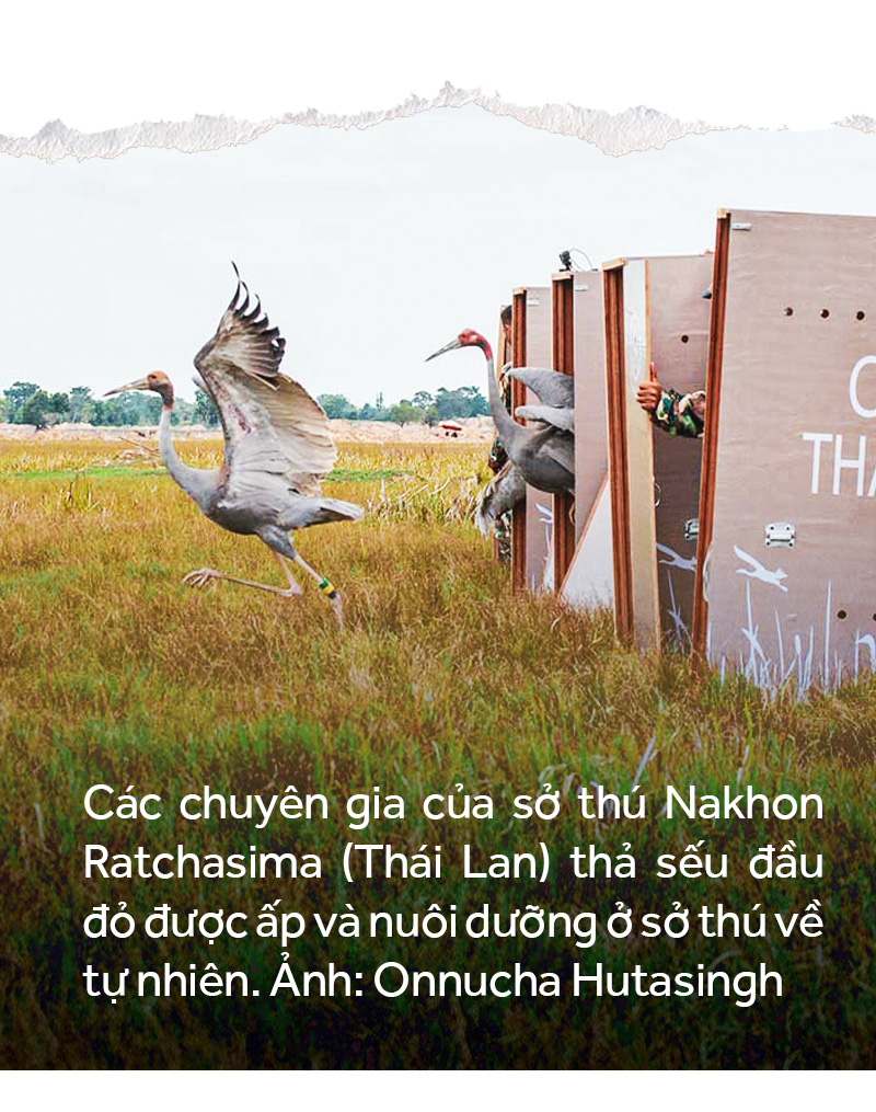 Khi đàn sếu chẳng trở về... - Ảnh 15.