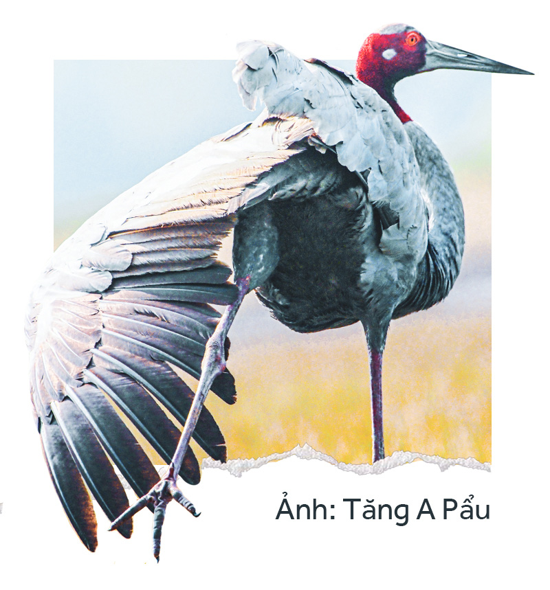 Khi đàn sếu chẳng trở về... - Ảnh 12.