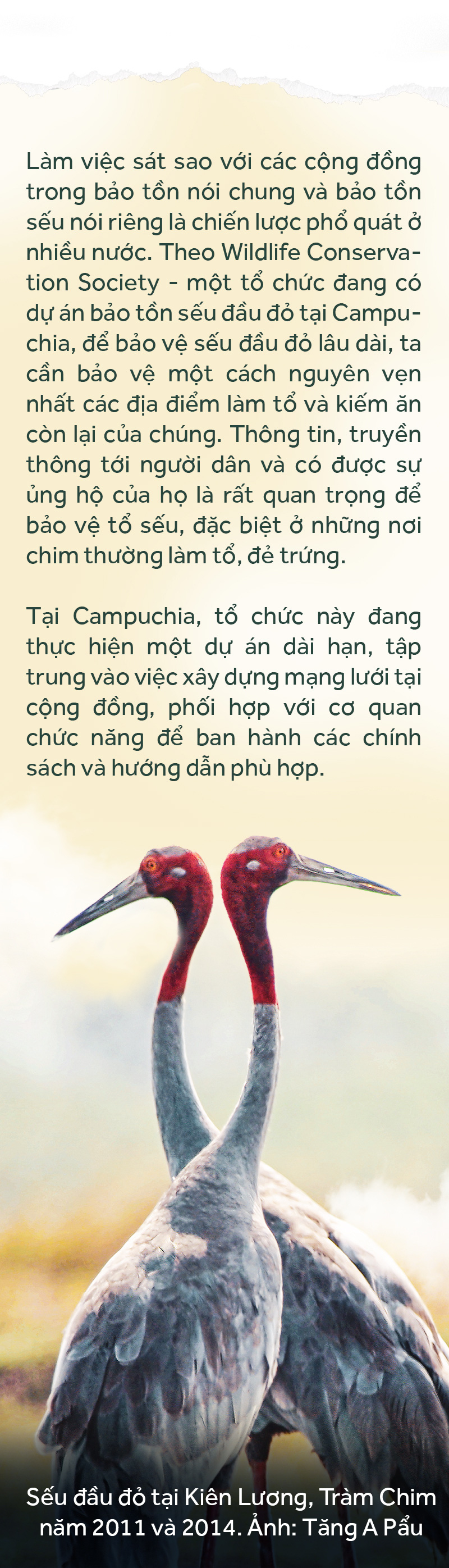 Khi đàn sếu chẳng trở về... - Ảnh 19.