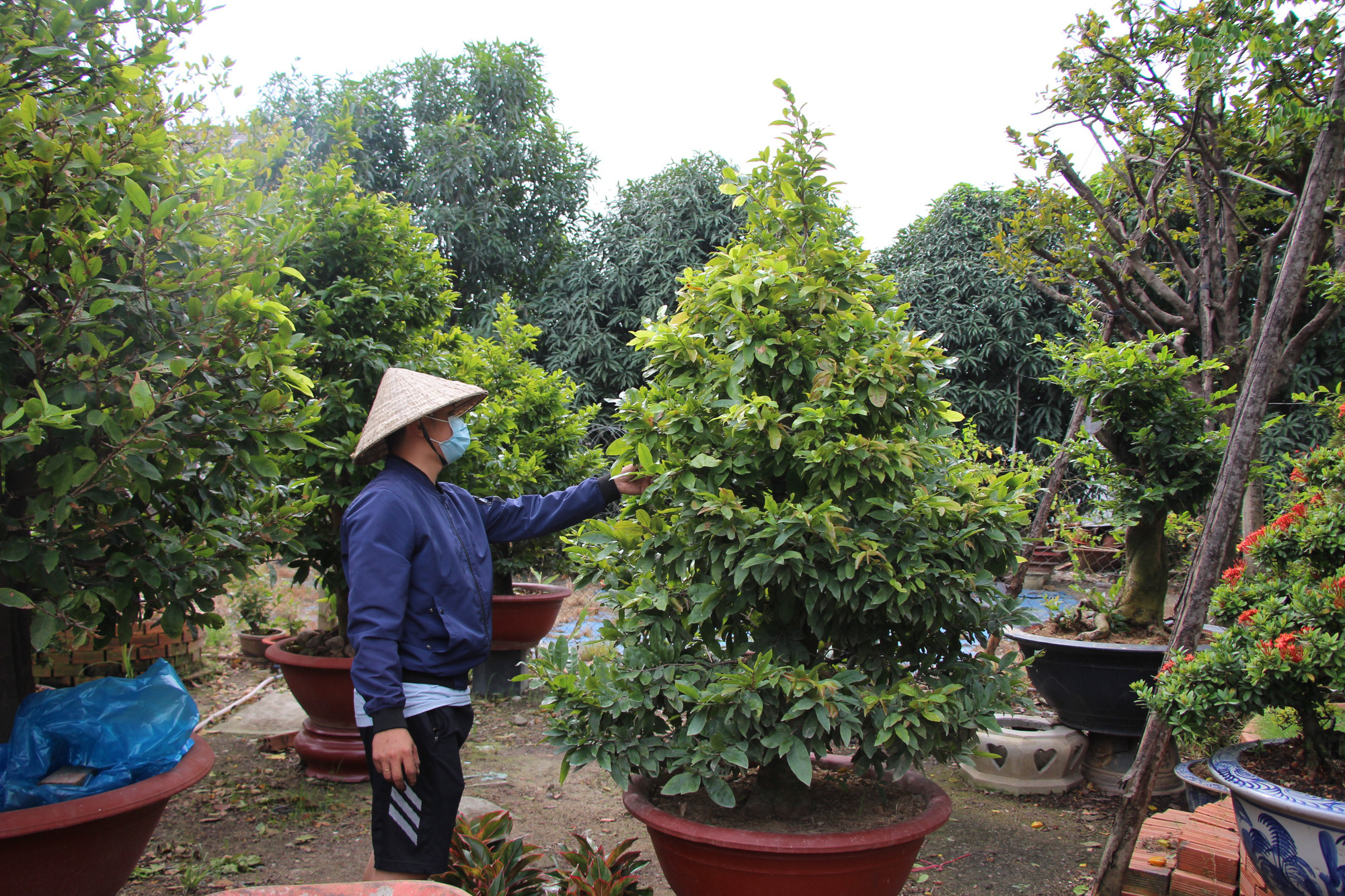 Thời tiết mưa gió thất thường, dân trồng mai tết phập phồng - Ảnh 1. Thời tiết mưa gió thất thường, dân trồng mai tết phập phồng - Ảnh 1.