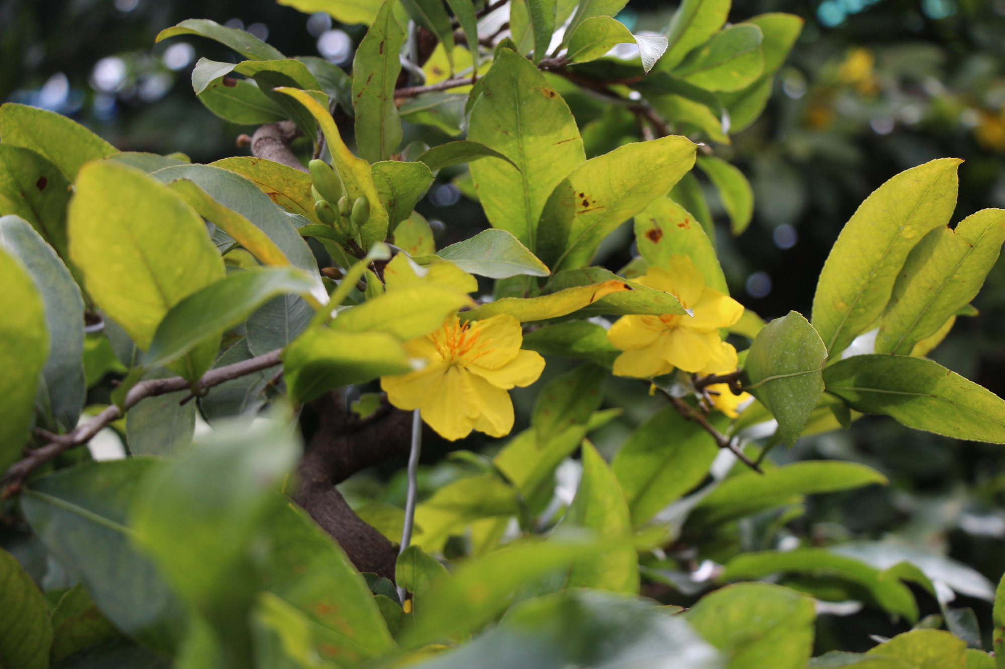 Thời tiết mưa gió thất thường, dân trồng mai tết phập phồng - Ảnh 2. Thời tiết mưa gió thất thường, dân trồng mai tết phập phồng - Ảnh 2.