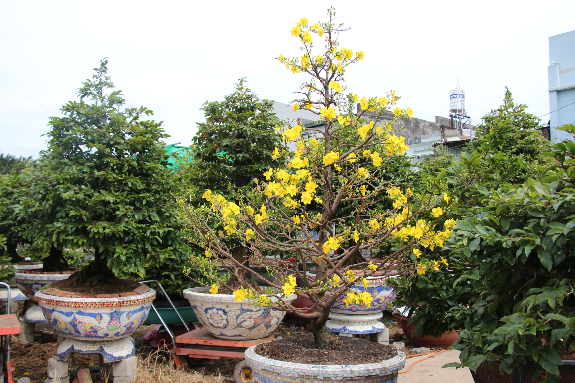 Thời tiết mưa gió thất thường, dân trồng mai tết phập phồng - Ảnh 3. Thời tiết mưa gió thất thường, dân trồng mai tết phập phồng - Ảnh 3.