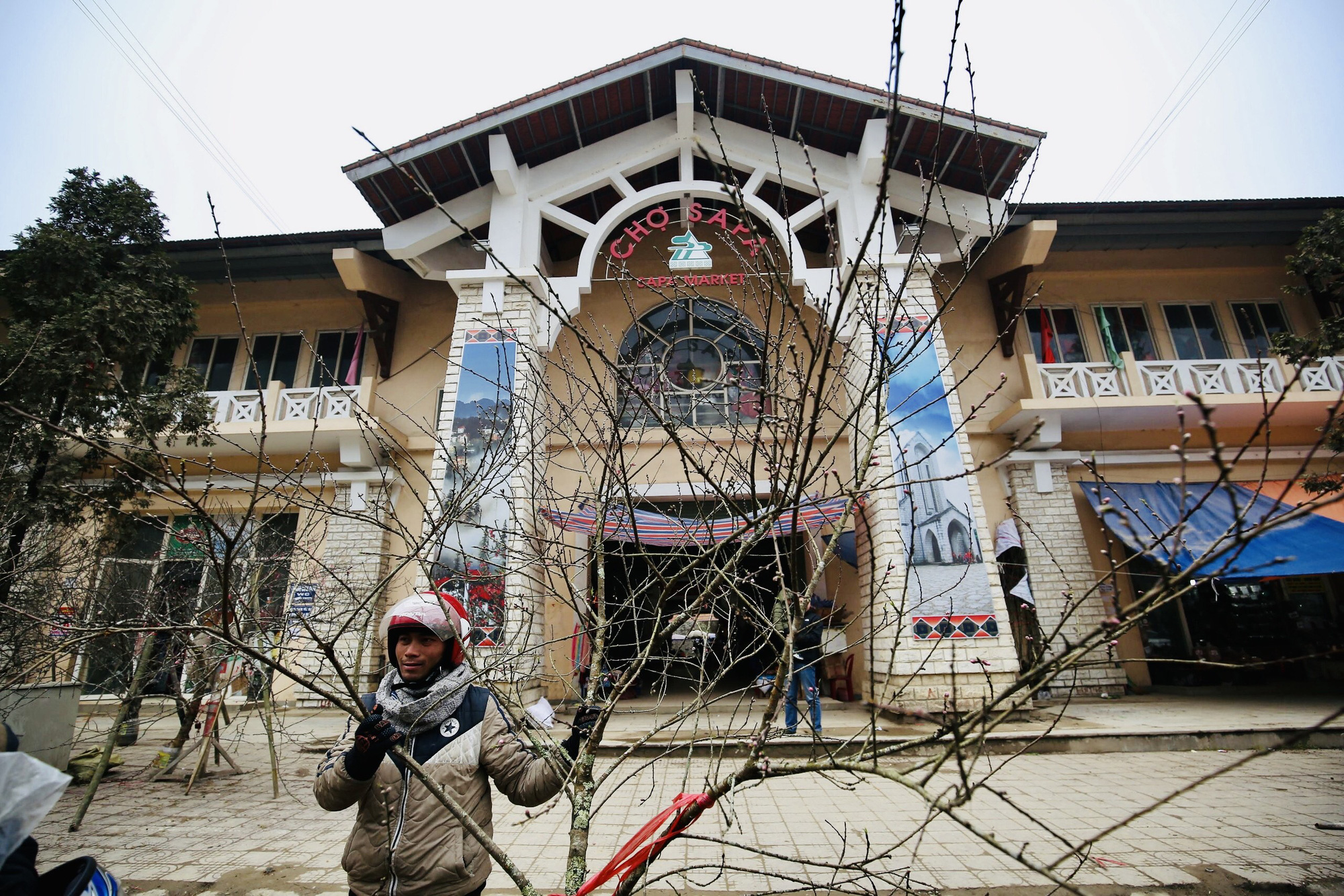 Nếu làm như đốt pháo thì sẽ ngăn được chặt đào rừng chơi tết - Ảnh 1. Nếu làm như đốt pháo thì sẽ ngăn được chặt đào rừng chơi tết - Ảnh 1.