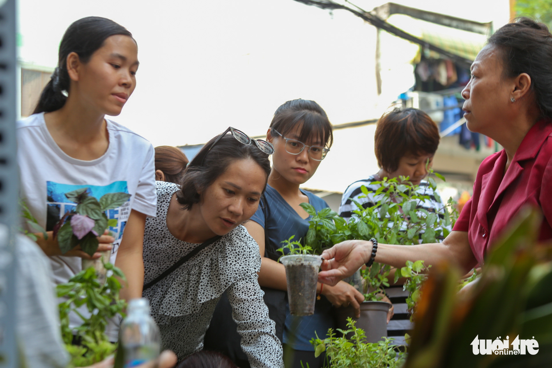 Trao đổi cây xanh với giá 0 đồng - Ảnh 5. Trao đổi cây xanh với giá 0 đồng - Ảnh 5.