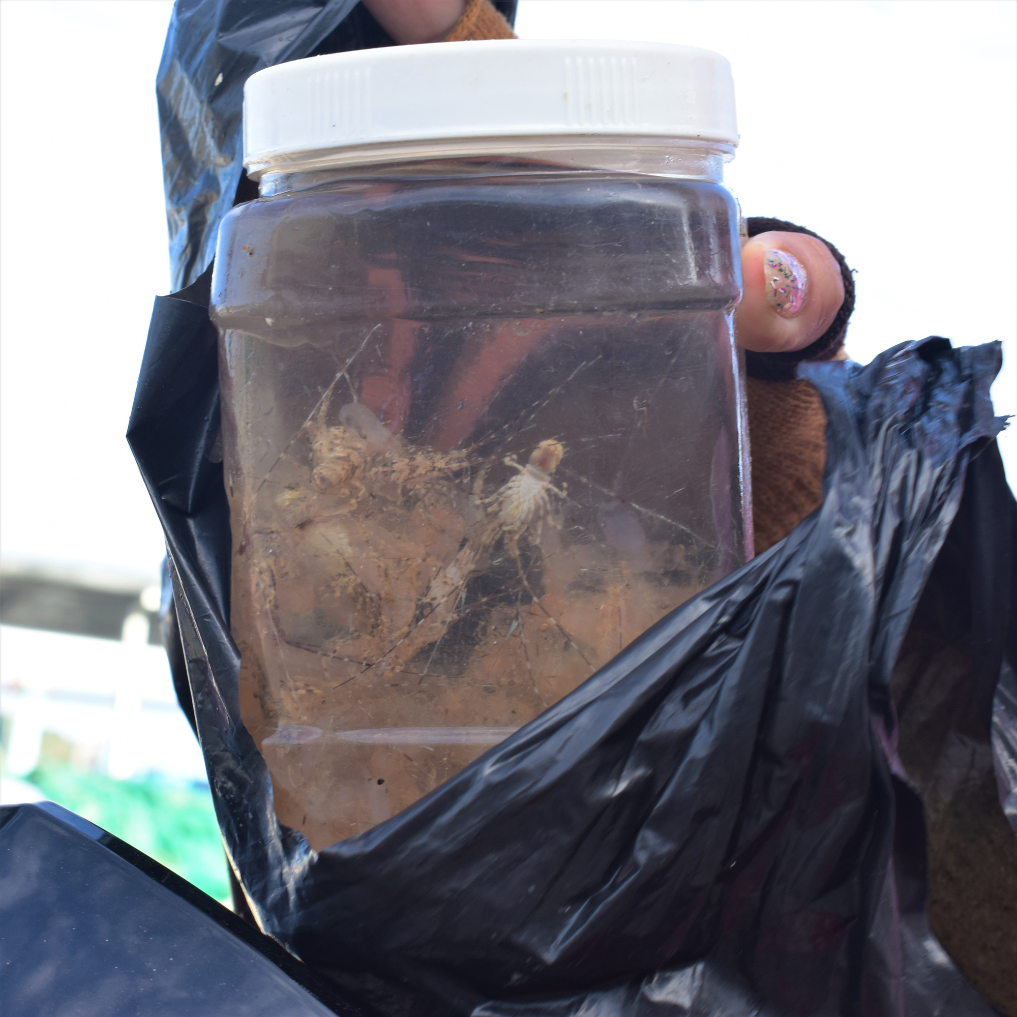 Săn tôm hùm nhí kiếm hàng chục triệu mỗi ngày - Ảnh 3. Săn tôm hùm nhí kiếm hàng chục triệu mỗi ngày - Ảnh 3.