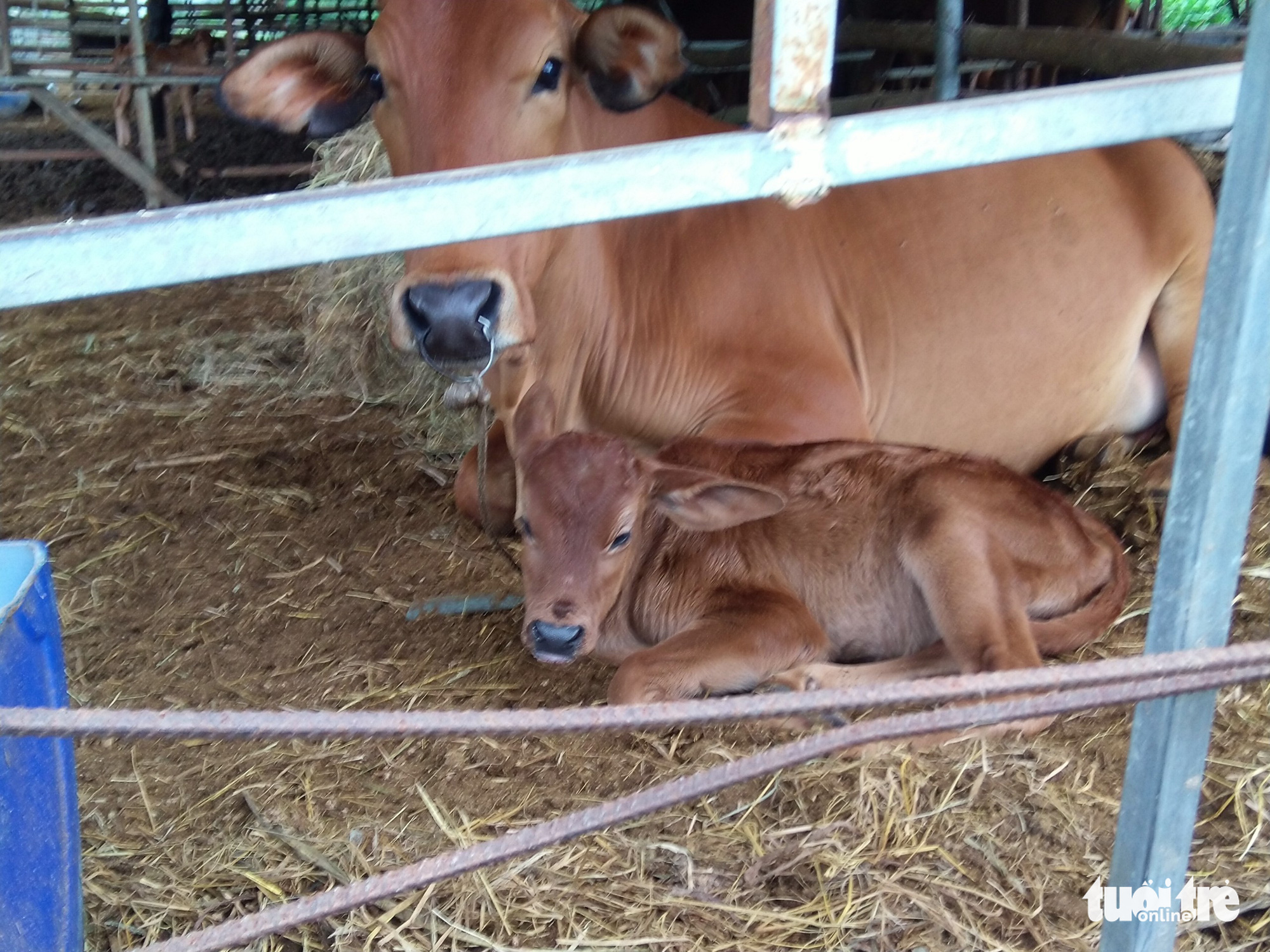 Bò tót lai ở Phước Bình sinh bò tót con F3 - Ảnh 2. Bò tót lai ở Phước Bình sinh bò tót con F3 - Ảnh 2.