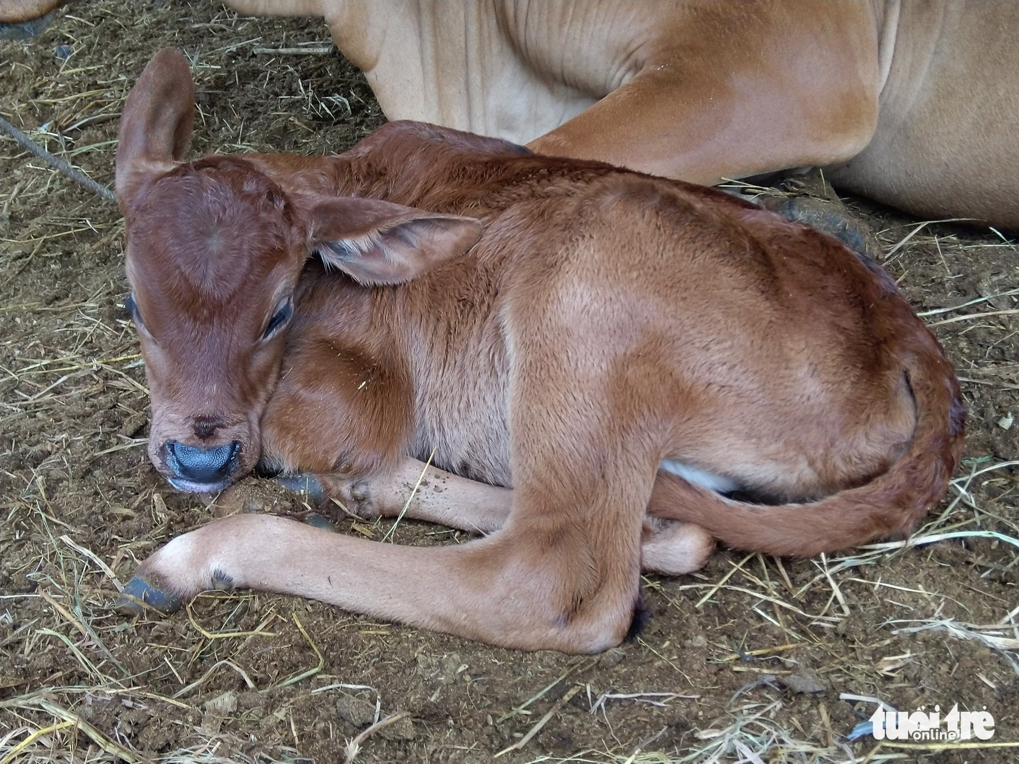 Bò tót lai ở Phước Bình sinh bò tót con F3 - Ảnh 1. Bò tót lai ở Phước Bình sinh bò tót con F3 - Ảnh 1.