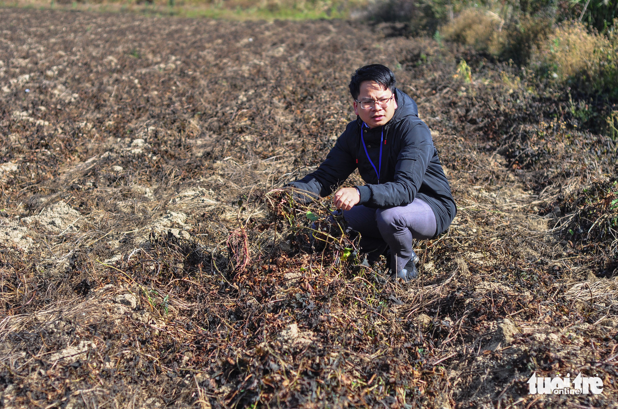 Sương muối tàn phá nông sản Lâm Đồng - Ảnh 2.