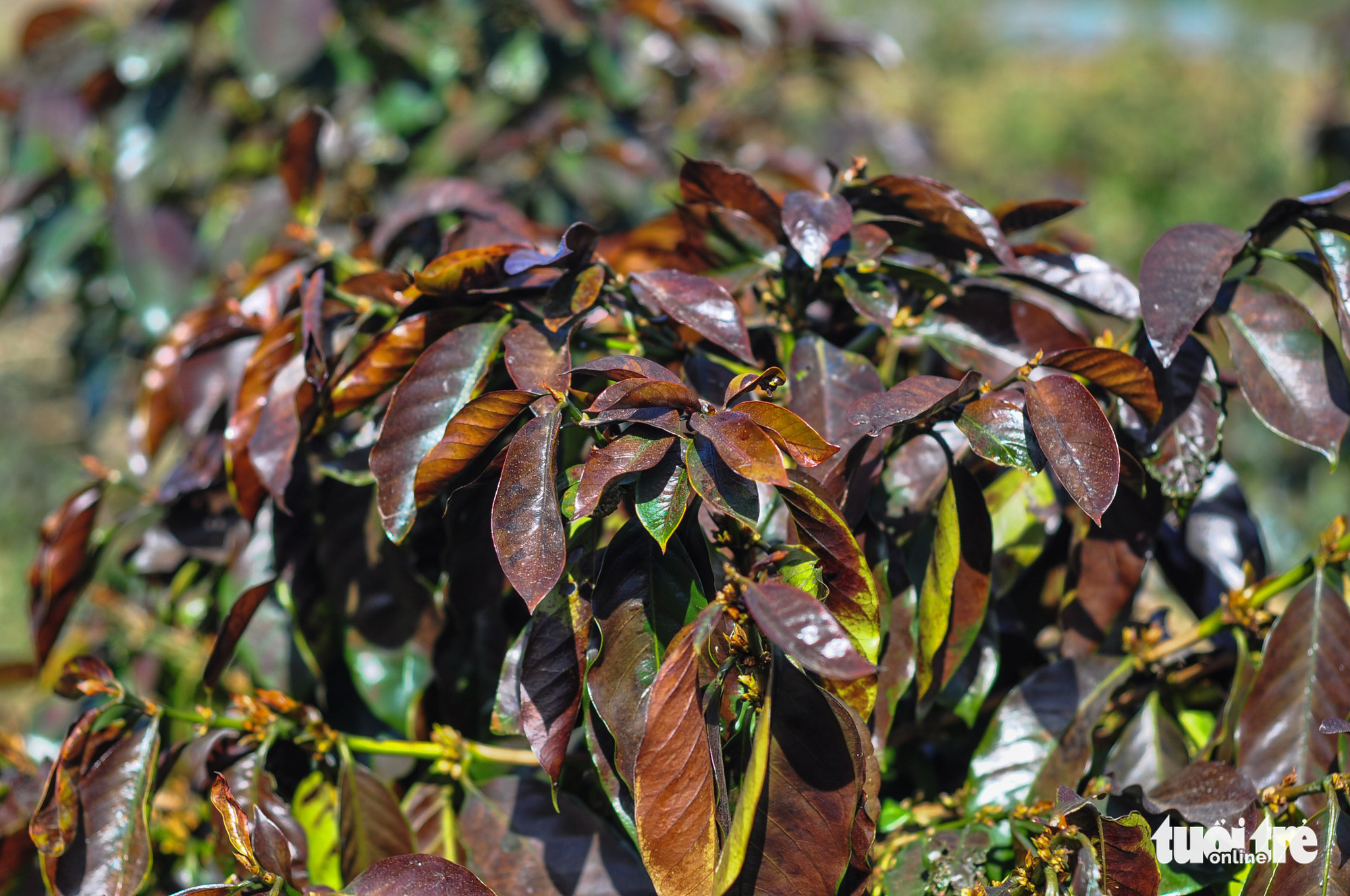 Sương muối tàn phá nông sản Lâm Đồng - Ảnh 4.